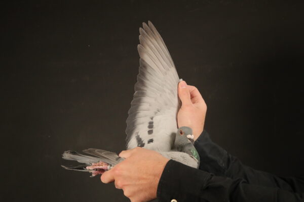 LOT 23 AFRIKAPRO AUCTION 1 – Cools&Van Haute/Hageman/SchalkwijkPigeons/Wiersema-NL-25-4748741 -SIRE:NL 18-1368460.Father to 1. Extra final 600km 3.757 p. PIPR 23/24.———–DAM:NL 15-1135879.Wendela Wiersema. DIRECT MOTHER TO 2ND NAT ACE BIRD.SEE PEDIGREE!!!