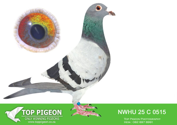 LOT 11 KITTEL MANIA AUCTION 2 – NWHU 25 C 0515 -SIRE:IHUS 21 117690. BRED FROM SON AND DAUGHTER GRIEPEL AND SISTER OLYMPIC ROSITA.————-DAM:IHUS 21 117692 “HERBIE’S CHOICE”. THIS IS AN INBRED DOUBLE GRANDCHILD TO LEGENDARY “KITTEL”. SEE PEDIGREE!!!