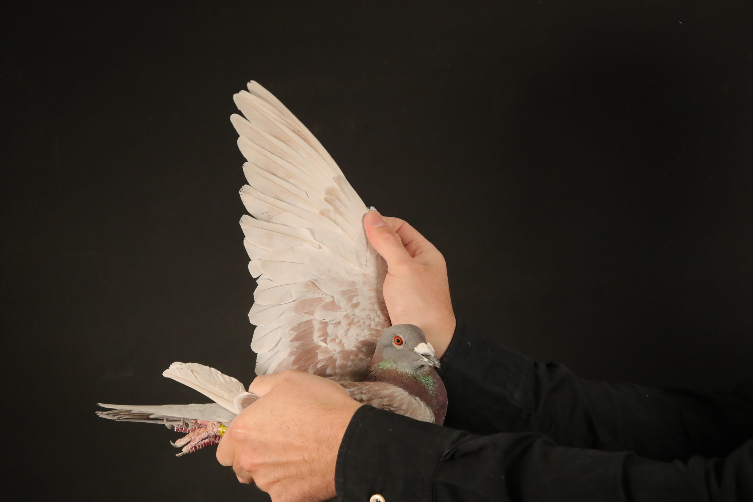 LOT 66 AfrikaPro Auction <b>2B</b> – Kupka-Smilowski-Pruski – PL-24-0287-4779 -SIRE:NL-20-1272485 V KOPPEL 35 Van Heteren.———-DAM:DV-6240-17-312 W “312” E.Richter.SEE PEDIGREE!!!