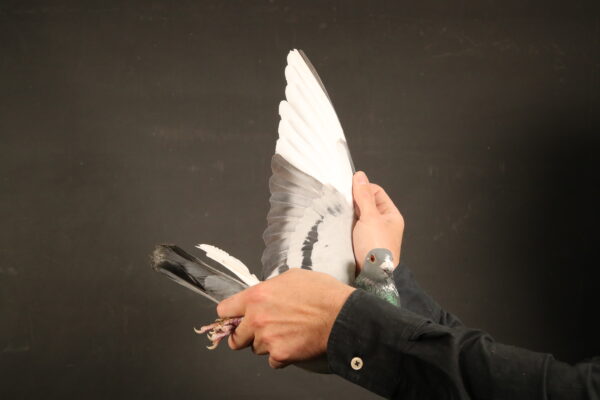LOT 21 AFRIKAPRO AUCTION 1 – Willson, Kruger,Schlebusch-ZA-24-TRPF-274 -SIRE:ZA-2022-VPU-9791 “THE MAGICIAN” Egbert O’Kelly Blue white flights • 1st Final Saipr Break-Away (11m43s) 2023. !!!Winning R750 000.00!!! • 5th Grand Averages Saipr 2023. • 16th Hotspot 1 Saipr 275km 2023. • 10th Hotspot 2 Saipr 374km 2023.—————DAM:ZA-2023-JJJ-55 “JAGAMATA” JJJ Lofts Blue Historic Performance winning both • 1st Finals Cape Town Int. 2024. • 1st Overall Ace Cape Town Int. 2024. Super consistent racer leading up to the final 36th Race 1, 29th Hotspot 1, 24th Hotspot 2, 19th Hotspot 4!! ‘Jagamata’ has the same grandparents as ‘Jiga Jett,’ 1st Final 2022 Cape Town Summer!SEE PEDIGREE!!!