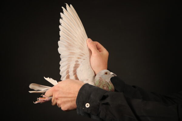 .LOT 8 AFRIKAPRO AUCTION 1 – Pretoria Rebels-ZA-24-VIL-1695 -‘Kittel Mienke’ Pigeon Palace Mealy Grandchild of the famous Kittel pair at Pigeon Palace. Best Kittel pair in South Africa ! Half sibling ‘Lara’ Phenomenal record breaking racing machine at Afrika Pro 2025. 1st Ace pigeon overall (Blue Jacket) 1st Ace pigeon long distance (Brown Jacket).3rd final race 601 km 1150 mpm Best racer in the history of the Afrika Pro series. elated to ‘Fiero’ 2nd Final Afrika Pro ’25 601 km. Co-winner race 9————-SIRE: KGL-23-295 C ‘295 Mealy’ Pigeon Palace. Full brother to 63384/18 & 63390/18 Alwyn Bester. ‘63384 g/f to Turbo Kittel SANPO Gold medal & 3rd world allround best bird. G/f to 9060/20 2nd Ace middle distance union. Sire to 604/22 1st Gauteng Combine Noupoort ’23 & double PTA union winner also ace pigeon overall. ‘63390’ sire to ‘Dynasty’ grand averages winner Dinokeng OLR ’22 also 343/21 union winner Verkeerdevlei & 344/21 R100 000 B/s winner Crusaders.————DAM:PWDU-20-2638 H ‘Mienke sister’ Pigeon Palace.Her sister ‘Mienke’ was an outstanding performer at Dinokeng OLR. Mother to phenomenal record breaking racing machine at Afrika Pro 2025.1st Ace pigeon overall (Blue Jacket) 1st Ace pigeon long distance (Brown Jacket) 3rd final race 601 km 1150 mpm.SEE PEDIGREE!!!