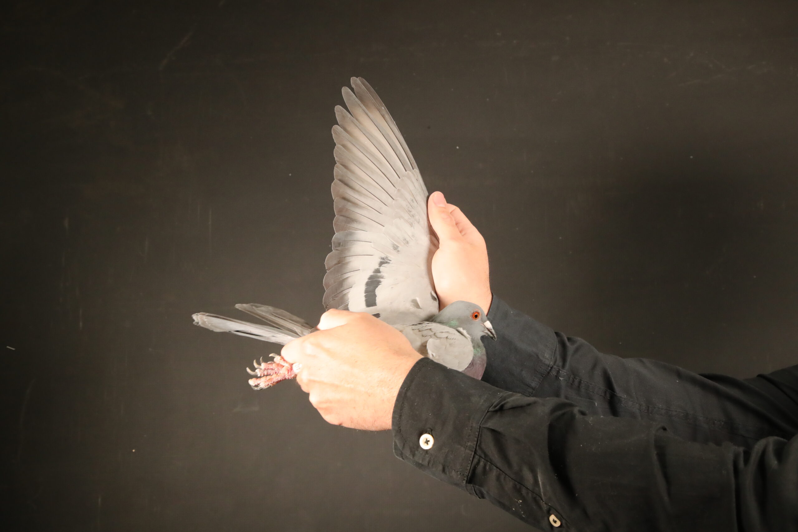 zz..LOT 112 AfrikaPro Auction <b>2B</b> – Dieplaagte/Sterkfontein Single – ZA-24-DPL LOFTS-442 -76TH FINAL——SIRE:ZA-2024-DPL-401 Dieplaagte & Sterkfontein Lofts.Half-brother to “Miracle Girl” • Equal 1e Knock-Out Central Prov. 2022. • 1e Ace Central Prov. Lofts 2022. • 10e Final Central Prov. Lofts 2022. =================DAM:ZA-2023-DPL-36 Dieplaagte & Sterkfontein Lofts Gaby Vandenabeele Blue Half-sister to “Sky Wing” • 1e Knock-Out Central Prov. Lofts 2022. • 1e Open Ace Central Prov. Lofts 2022. • 8e Open Final Central Prov. Lofts 2022. • 49e Car Race Central Prov. Lofts 2022.SEE PEDIGREE!!!