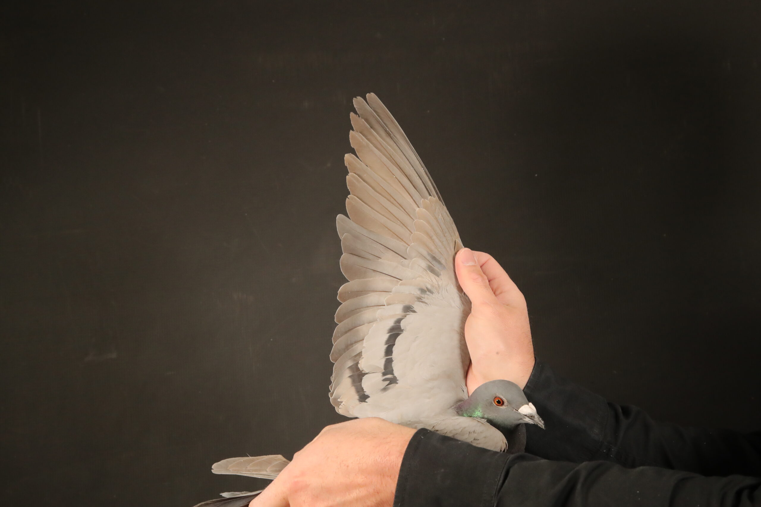 zz..LOT 103 AfrikaPro Auction <b>2B</b> – Hans-Paul Esser & Fouche’ Lofts – ZA-24-FFL-045 -Sibling of 4t Blue Jacket Ace Pigeon before final at AfrikaPro 2024.————-SIRE:4928 ZA 21 GPU.Alias “28” Strain: Alwyn Bester Color: Meal/Wf Full Brother to “FIVE STAR”,GREEN JACKET WINNER at AFRIKPRO 2023. 4928 Sire to Afrika Pro 2024 – 25/1813p 430km , 15/2236p 201km , 6/2230p 240km , 31/1813p 430km Full brother to ZA ABL 531 2021,”DYNASTY”, Grand Average winner and 2nd ACE pigeon and 3rd Final Race at DINOKENG OLR 2022 Full brother to ZA ABL 343 2021, PWDU winner from Verkeerdevlei 2022 Full brother to ZA ABL 344 2021, R100 000 Breeders stakes winner Crusaders club.————-DAM:84 ZA 22 BOTH. Alias “Coco” Strain: Du Preez&Deetlefs Color: MEALY Dinokeng 2023 8th Final. SIRE IS Full Brother to Turbo Kittel- Best Bird South Africa 2021.Race 724km 1493mpm 26th Barzalona 724km 1449mpm 84 is Dam to Afrika Pro 2024 – 25/1813p 430km , 15/2236p 201km , 6/2230p 240km , 31/1813p 430km – 2 x equal 1st.SEE PEDIGREE!!!