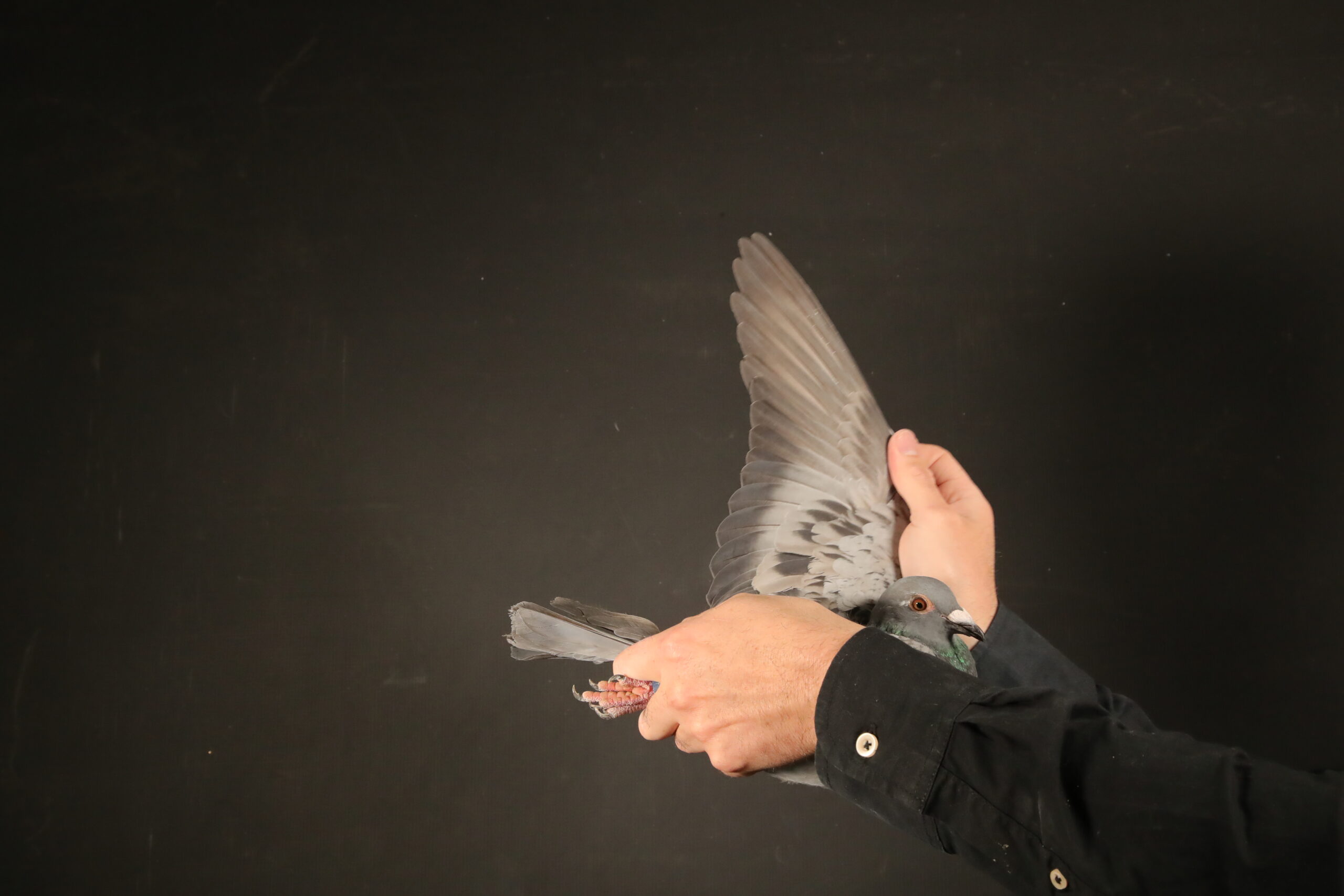 ZZ..LOT 126 AFRIKAPRO AUCTION 3 -Miss & Mr Germany-ZA-24-GJT-254 -SIRE:698 ZA KPU 23.Bred from the best blood in our loft – his father is a son of two of our legends “KONING KAAS” and “THE FAMOUS SK HEN”.His mother is one of our very best racers and is a multiple winner and Top 1%.———DAM:60214 BG 24 VALYA & ROSEN DOBREVI. SIRE FLEW 12TH FINAL AFRIKAPRO AND DAM FLEW 9TH FINAL. SIRE IS BRED FROM “Trendsetter”115-22-DIAS 12th Final Race AfrikaPro 2023 and 24th ACE Blue Jacket HALF BROTHER BLUE MOON 1ST FINAL AND 1ST ACE DINOKENG OLR – SOLD FOR R400 000.00 ON TOPPIGEON.SEE PEDIGREE!!!