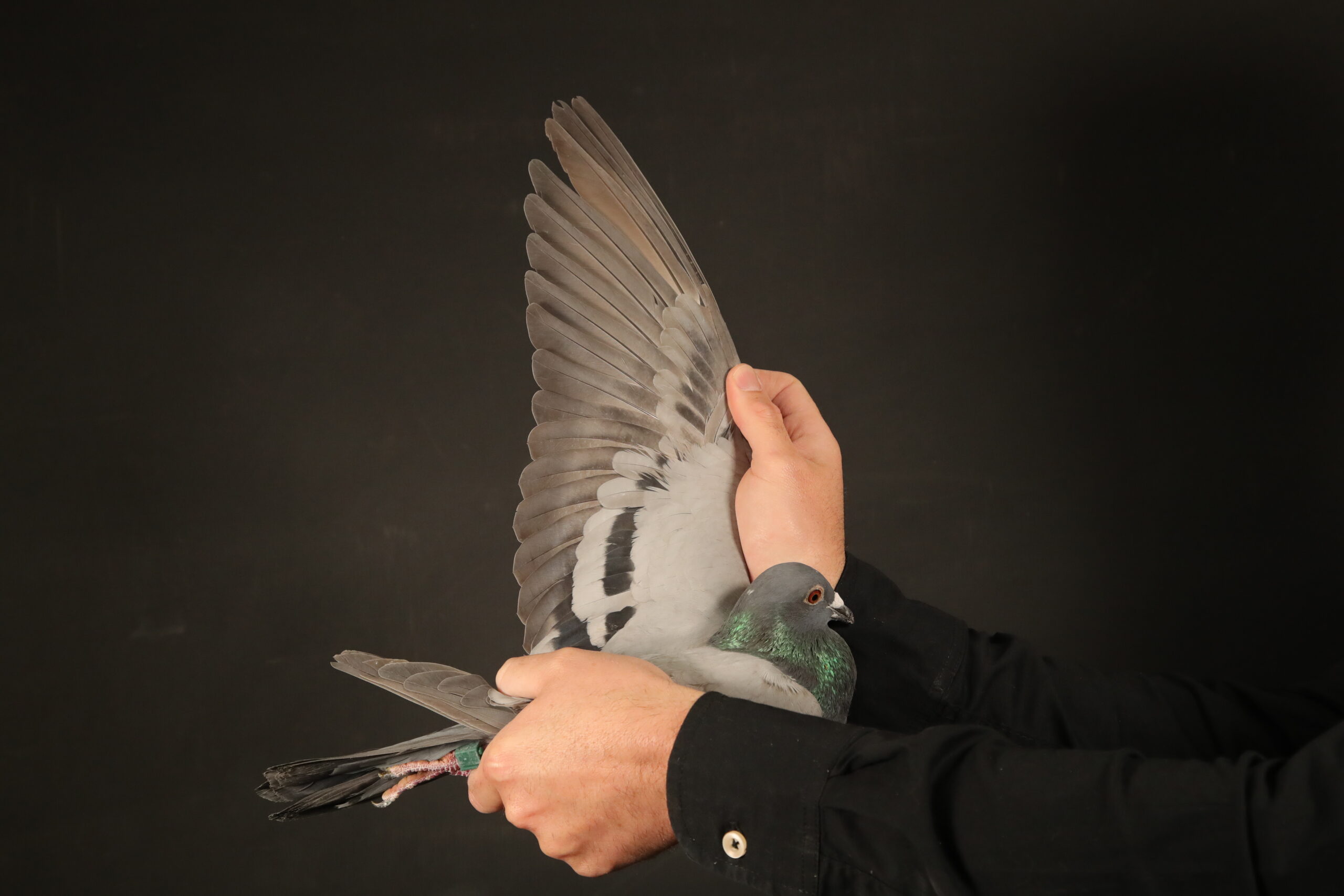 LOT 21 AfrikaPro Auction <b>2B</b> – Altmiks Racing Pigeons – ZA-24-GPU-1353 -SIRE:ZA-21-GPU-8497. DIRECT SON TO “BROKEN KEEL”.———DAM:ZA 21 GPU 8191.SEE PEDIGREE!!!