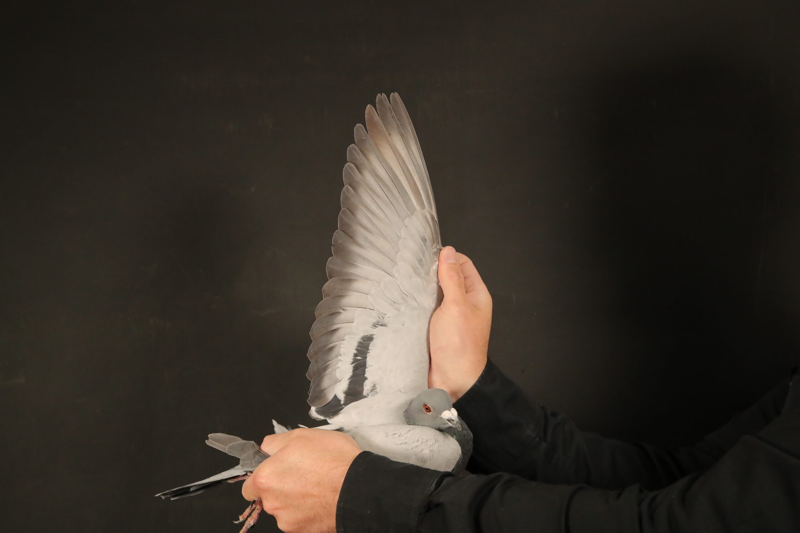 LOT 52 AfrikaPro Auction <b>2B</b> – Douw Steyn Racing Pigeons – ZA-24-GRPF-1093 -SIRE:ZA 22 GRPF 19.CLAUSING/HANS  PAUL ESSER.———DAM:ZA 22 GRPF 9. HANS PAUL ESSER/HARDY KRUGER.SEE  PEDIGREE!!!
