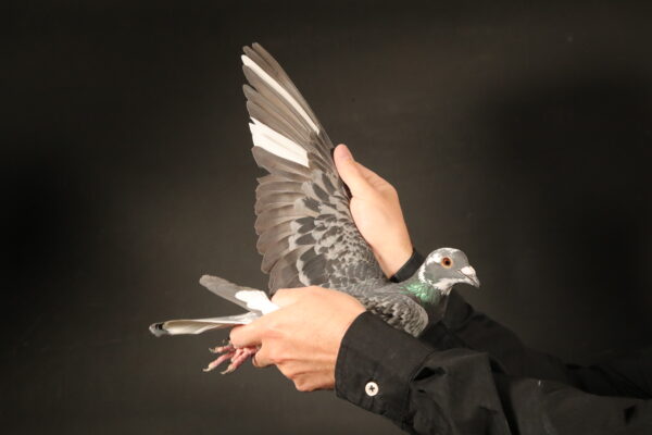 LOT 42 AFRIKAPRO AUCTION 1 – Diamond Pigeon Stud-ZA-24-GWHS-1338 -SIRE:1145 GPU 21 Kitchenbrandt/Geerinckx.He won 3rd Brakpan sales race. His mother is the best Geerinckx hen in South Africa breeding 8 wins in her first year in stock. Sister flew 12th AFRIKA PRO 2024 final race .Only 63 pigeons back on the dad from about 2000 birds.————-DAM:2592 GPU 20.Geerinckx/Golden Carelly .1st Ace pigeon allround of OERF Federation 2022.. This is one of the most valueble hen is South Africa for breeding purposes. Sister flew 12th AFRIKA PRO 2024 final race .Only 63 pigeons back on the dad from about 2000 birds.SEE PEDIGREE!!!