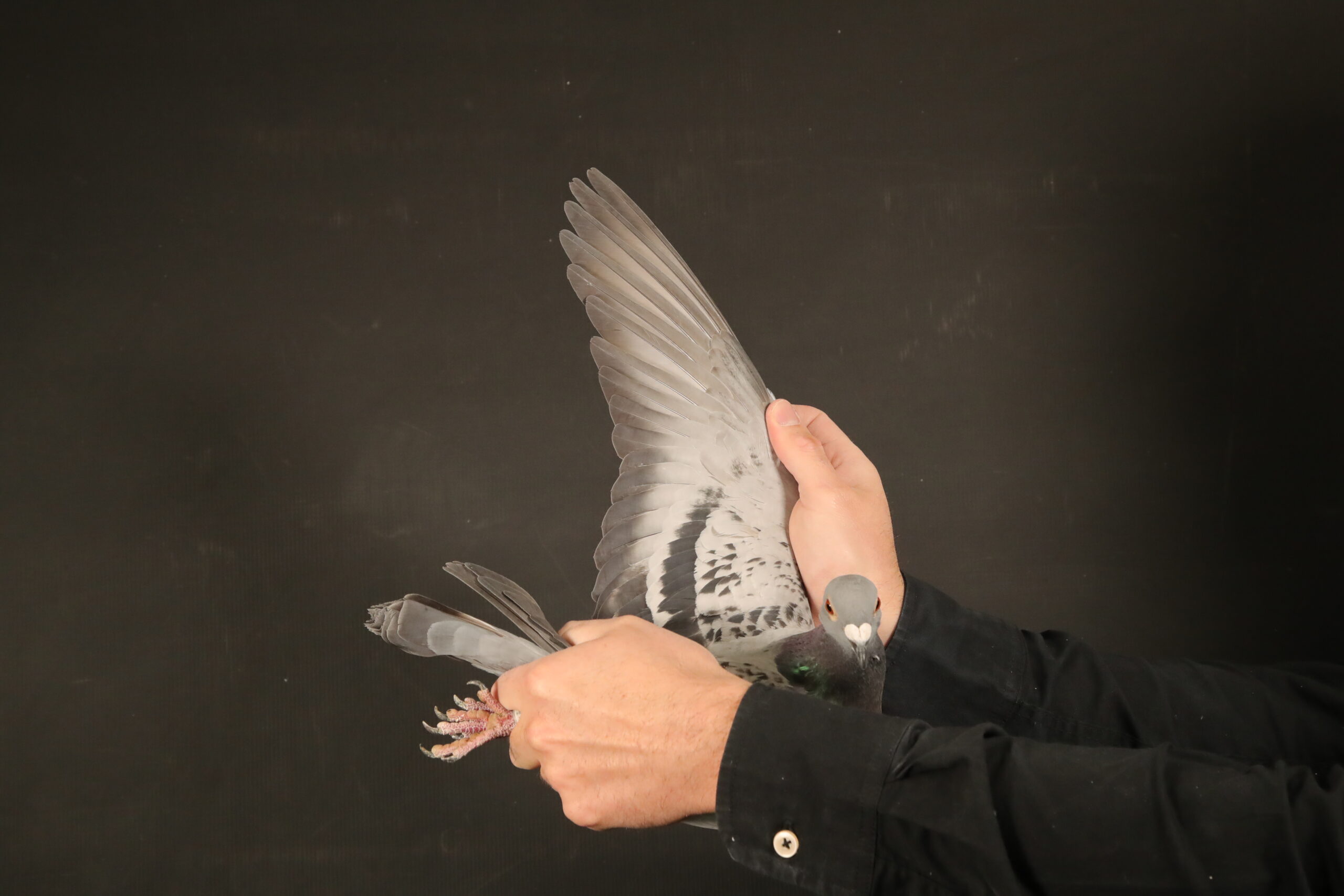 LOT 27 AfrikaPro Auction <b>2B</b> – Diamond Pigeon Stud – ZA-24-GWHS-1345-SIRE:0291 ZA 21 Koopman/Gaby Vandenabeele.———–DAM:10255 ZANKDPK 20 De Rauw Sablon X Geerinckx.SEE PEDIGREE!!!