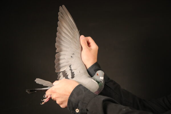 LOT 53 AfrikaPro Auction <b>2B</b> – Velghe/Deetlefs/Du Preez 1 – ZA-24-J&B-720 ——-THIS IS A HALF SIBLING TO 8 X SANPO MEDAL WINNER “TURBO KITTEL”. BRED DIRECTLY OUT OF ABL 167 WHICH WERE SOLD FOR R338 000.00 ON TOPPIGEON——–RACE 2 EQUAL WINNER———SIRE:90944 ZA 18.Du Preez&Deetlefs 90944 – SOLD FOR R32,000.00 WINNER SUPER RACER BRED WINNERS DAUGHTER 21-1112 – 2 X WINNER DAUGHTER 21-1129 – WINNER SON 20-9078 – WINNER.———-DAM:167 ZA ABL 20 Colour: MEAL. SOLD FOR R338 000.00 ON TOPPIGEON. ALWYN BESTER BRED 8 X SANPO MEDAL WINNER 6 GOLD 1 SILVER AND X 1 BRONZE BRED WINNERS SUPER BREEDER BRED 13 X WINNERS BRED 2 X BEST BIRD – TURBO KITTEL BRED -21 11072 – 4 X WINNER BRED -20 9059 – 5 X WINNER.SEE PEDIGREE!!!