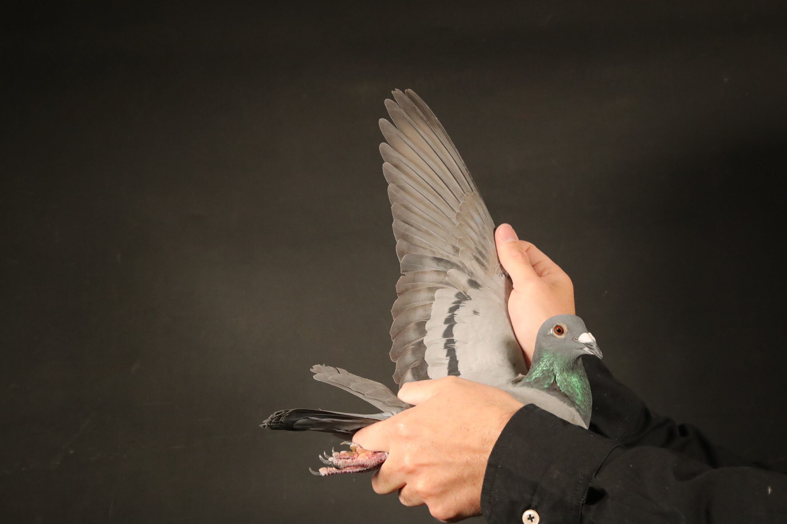 Z..LOT 144 AFRIKAPRO AUCTION 1 – Kings & Gys Louw 1-ZA-24-JWDK-4124 -SIRE:ZA-18-91383 C ‘Pied Marinus’Super cock when mated SANPO Silver medal winner short. distance ‘2372’. This cock bred by Ferdie Coetzer is linebred to ‘Blou Bul’ and ‘Brahman’ two of the best ever Spritzy pigeons. This is a super pigeon and sire to Yearling National union winner and many more good racers. This cock is a top cock and bred 6 winners mated to 2372/15. They are a super pair of pigeons !————DAM:PWFD-15-2372 H “SANPO SILVER MEDAL”.Gold medal winner (best short distance bird in PTA combine 2017). SANPO silver medal winner short distance 2017. 1st Winburg 2181 pig 2nd Winburg 2201 pig 6th Bloem 2175 pig 8th Bloem 2278 pig.SEE PEDIGREE!!!!