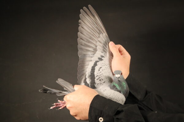 Z..LOT 141 AFRIKAPRO AUCTION 2 -Bredenhand – Pigeon Palace-ZA-24-JWDK-4130 -SIRE:ZA-18-82405 C ‘Twilight Pearl’ Pigeon Palace Pencil Top racer bred from a click pair. Sire to winners also a Gauteng Combine winner & union winner. Linebred to the dam of ‘Golden TT’ and our foundation hen 058/05.————DAM:ZA 17 GPU 04121 -Bred for stock out of the best CARELLY’S of Jaco Faul. Bred back 4 x times to GOLDEN CARELLY. ZA GPU 04121 ’17 CARELLY TOPS, mother to winners for Jaco Faul, also ZA GPU 11944 ’20. Sire, DOUBLE CARELLY, Jaco Faul nr 1 CARELLY cock. Children of this cock rarely comes in the market. Dam, ZA GPU 13296 ’13 brother to sister mating bred back to GOLDEN CARELLY. Super pigeon.SEE PEDIGREE!!!