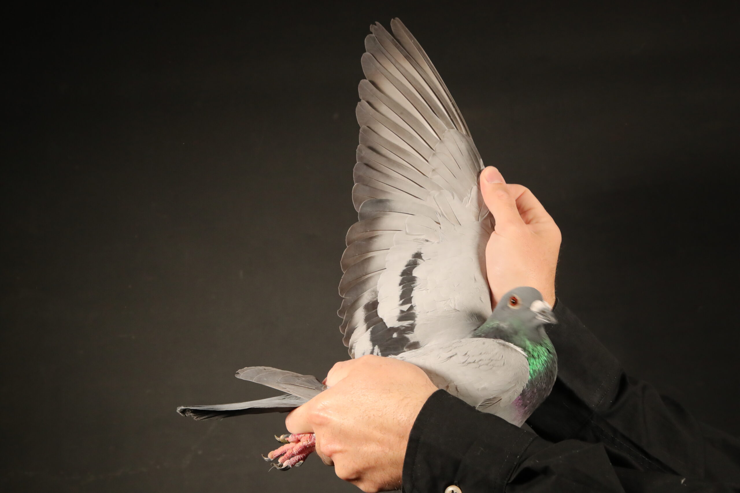 Z..LOT 123 AFRIKAPRO AUCTION 1 – Pigeon Palace 2-ZA-24-JWDK-4165 -SIRE:ZA-19-6097 C ‘Persoog Prof’ Prof H de Jager.One of the best stock cocks, grandson to van Loon superstar 11055/07. Click cock to 7904.———–DAM:BELG-21-4217682 H ‘Mystery Bold 682’ Aelbrecht M de Cock. Superbreeder. In her first year bred TRPF winner. Inbred to Olympiad pigeon ’17 ‘Bold Eagle’.SEE PEDIGREE!!!