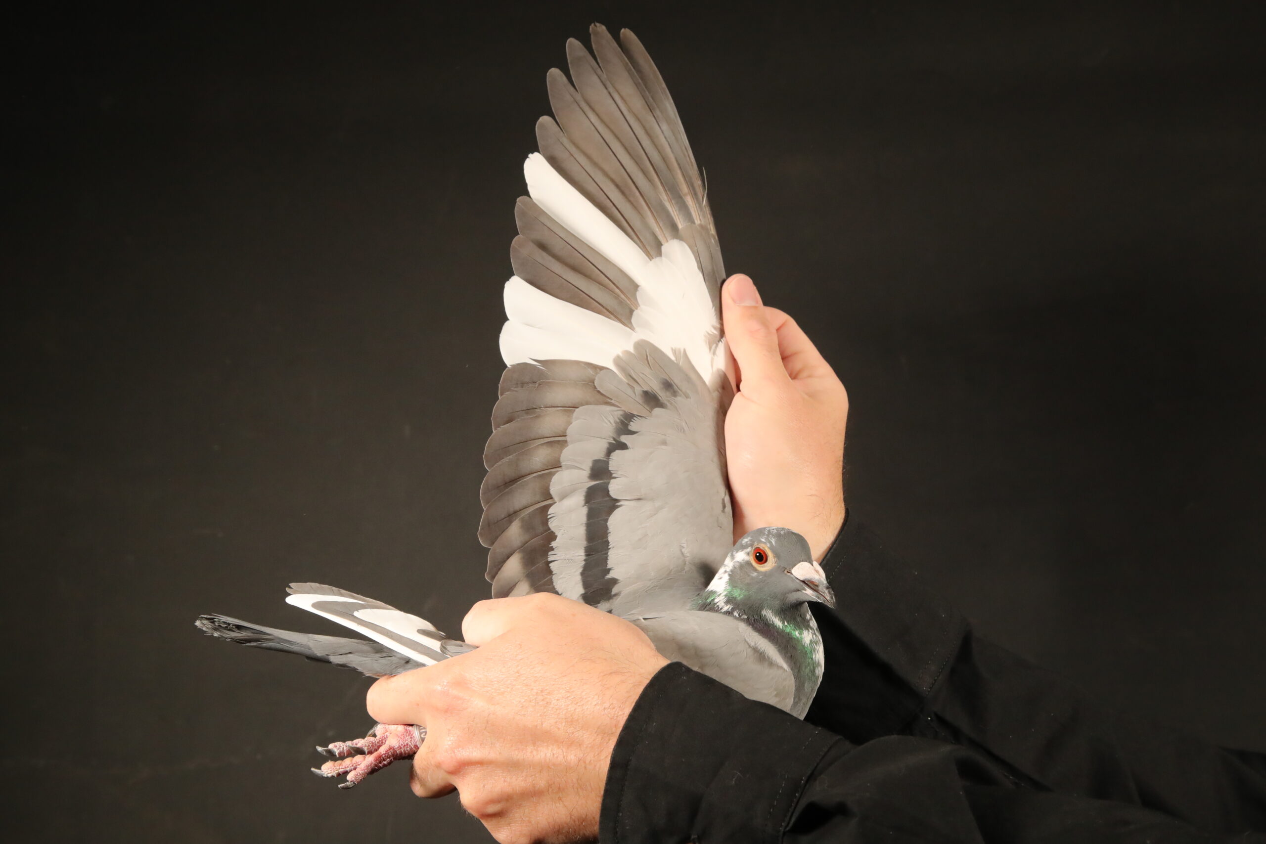 LOT 65 AfrikaPro Auction <b>2B</b> – Pigeon Palace 2 – ZA-24-JWDK-4173 -90TH FINAL , RACE 7 EQUAL WINNER———SIRE:28767 ZA 17.Alias “‘Brother 777′” Strain: Prof H De Jager Color: BBAR Magnificent racer beating his sister ‘Superstar 777’ in their first year of racing. Put to stock by Prof de Jager and is one of only 8 stock cocks used in his breeding program.———DAM: ZA 21 ABL 368 “ABL KITTEL”. HALF SISTER TO MOTHER OF SANPO GOLD MEDAL WINNER 2021 ALLROUND “TURBO KITTEL”. INBRED TO FAMOUS KITTEL 1ST NATIONAL ACE KBDB 2013. THIS HEN IS DAM TO A SUPER RACER AND WINNER FOR GYS & FORMYN IN THE STRONG TRPF. SEE PEDIGREE!!!