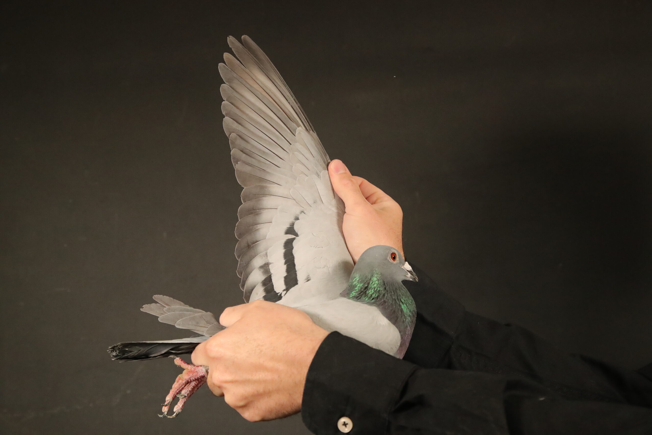 LOT 97	AfrikaPro Auction <b>2B</b> – Pigeon Palace 1 – ZA-24-JWDK-4190 -Bred from a click pair that bred two fed winners TRPF/GRPF in one nest.His sister ‘Avion’ sold for 9400 euros on PIPA ! Avion raced like a star at Afrika Pro and was 3rd overall Green Jacket also leading the Blue Jacket with 2 races to go..————–SIRE:ZA-17-28686 C ‘Super AJ’.Great racer also Ace pigeon middle distance. Sire to 2 federation winners mated to ‘Super 57’. This cock is a champion breeder from a line of winners! SANPO gold medal winners from the grandmother 180k hen. Top handler with a beautiful golden breeding eye..————DAM:BPFD-17-1257 H ‘Super 57’.Superbreeder and dam to 2 federation wins in one nest! Top racer and best bird. Bred from a super pair of pigeons. Sister to 8781 a double winner also 0629/18 super cock. ‘Super 57’is a 5x winner and Laingsburg federatoin winner by 9 minutes! Her brother ’83’is a double section winner and ace pigeon.SEE PEDIGREE!!!
