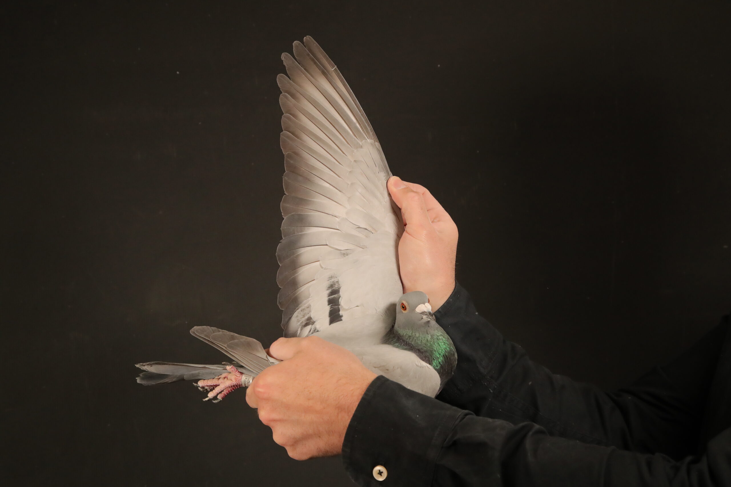 Z..LOT 147 AFRIKAPRO AUCTION 1 – Loft Einkamerer-ZA-24-LOFT EINKAMERER-171 -RACE 2 EQUAL WINNER , RACE 4 EQUAL WINNER———SIRE:0239 ZA22. EINKAMERER. DIRECT GRANDSON TO “CLAPTON” AND “PIZZARO”.————–DAM:1480 SRPV 21 D. EINKAMERER. DIRECT GRANDCHILD TO BLACKBIRD.SEE PEDIGREE!!!