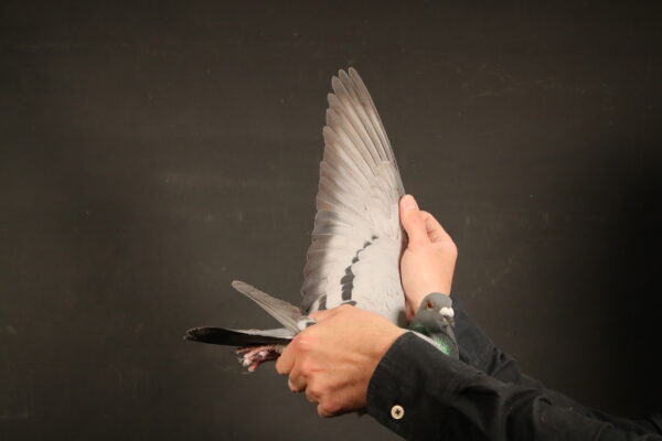 LOT 37 AfrikaPro Auction <b>2B</b> – Loft Einkamerer – ZA-24-LOFT EINKAMERER-183 -SIRE: 1663446 NL 16 – Alias “Pizzaro’ Strain: J. Hooymans Color: Blue Bar Medium size well-built and balanced perfect wing, thin flight, soft feathers intelligent head, 100% breeding throat, perfect tail, bred out of world class Jan Hooymans pigeons, “Brother Hany” ‘Harry” “Daughter Harry” in pedigree paid R86000.00 at million dollar auction for Pizzaro.————DAM:1507 SRPV 21 D. LOFT EINKAMERER. THIS IS A DIRECT GRANDCHILD OF “APPLE 2”.SEE PEDIGREE!!!