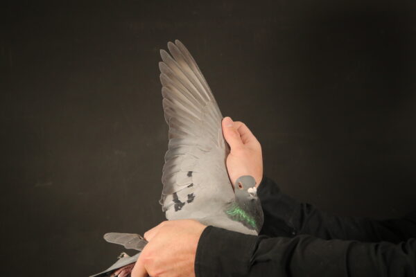LOT 45 AFRIKAPRO AUCTION 1 – Loft Einkamerer-ZA-24-LOFT EINKAMERER-228 -SIRE:ZA 22 42649 “CLAPTON 142”. EINKAMERER. BROTHER TO 3 X WINNER AND FINAL SONSKYN,THIS IS A DIRECT SON TO SUPER BREEDER “CLAPTON”. DIRECT GRANDCHILD TO “PIZZARO” AND “ROSIE”.————DAM:0198 SRSPVD 16 “SCARLETT”. EINKAMERER. THIS IS A DIRECT CHILD TO “APPLE 2”. GRANDCHILD TO “SISTER HARRY”.SEE PEDIGREE!!!