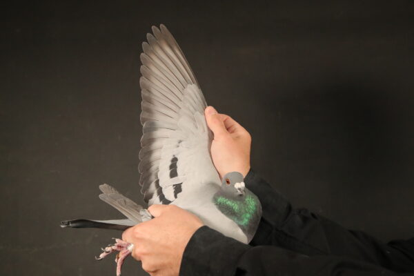 LOT 57 AFRIKAPRO AUCTION 1 – Loft Einkamerer Sylvelee Flyers-ZA-24-LOFT EINKAMERER-88 -SIRE:924 SRSP 20 . EINKAMERER. THIS IS “BLACK LONER”. THIS IS BRED DIRECTLY OUT OF BLACK BIRD AND BALONNEKE.——DAM:ZA 20 SRSPV 769 . DIRECT CHILD TO “PIZZARO” AND “FRIES KAATJE”.SEE PEDIGREE!!!