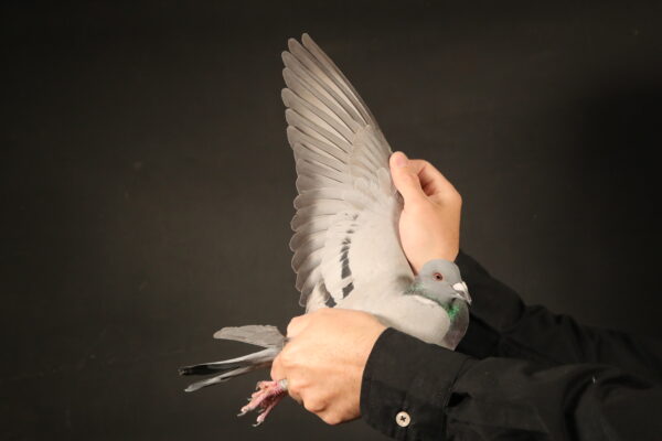 zz..LOT 104 AfrikaPro Auction <b>2B</b> – Mountain Lofts – Murray & Mills – RKS Team B – ZA-24-MOUN-212 =SIRE:ZA 15 35341 .Alias “SILVER DESTROYER” Strain: FERDIE LUBBE X TWILIGHT Color: BLUE BAR “SILVER DESTROYER” ZA15 35341 2 X WINNER THAT BREEDS ALSO 3 WINNERS AND ONE DOUBLE WINNER SIRE: ZA15 08701 A FULL BROTHER OF ZA07 7336 THE SUPER TWILIGHT BREEDING HEN FROM JOHAN & MARK KING, DAM TO ”CONCORDE” ZA13 09981 SANPO GOLD MEDAL OVERALL AND SILVER MEDAL MIDDLE DISTANCE 2015.———DAM:ZA 19 MOUN 724 .Alias “REPLICA 624” Strain: MOUNTAIN LOFTS Color: BLUE BAR.SEE PEDIGREE!!!