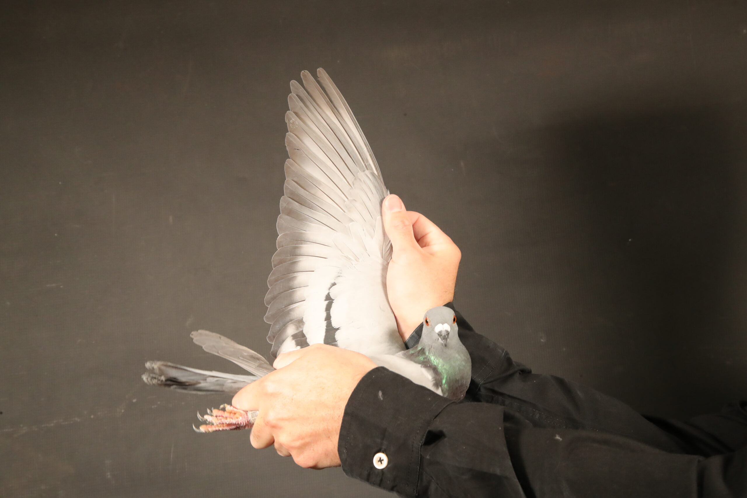 zz..LOT 111 AfrikaPro Auction <b>2B</b> – Molteno Loft – ZA-24-NRHU-1885 -SIRE: 21 NRHU 6569 .Alias “Klusener” Strain: Powell Putterie Color: Grizzle Bred from 2 top birds. Direct to stock. Half brother is :Hanover NRHU winner (6th out of 15 000 in Western Cape) Full brother is Vic West Union & Truck winner, Derby and Breeder Stakes Winner / Half sister to 3308/16 (2 x winner and one of the best in my loft.) Half sister to 629 – 2 x winner & top racer. Full brother of Truck winner (866).———–DAM: 21 NRHU 7021 .Alias “Kiss” Strain: DeRauw-Sablon X Color: Blue Bar Super Racing hen bought from Johan Gunter 1st Union, 7th WCPTA Victoria West (3317p) 4th Union, 4th WCPTA Beaufort West (4169p) 7th Union, 7th WCPTA Leeu Gamka (4179p) 15th Union, 20th WCPTA Beaufort West (3859p) 16th Union, 26th WCPTA Victoria West (3445p) 36th Union, 74th WCPTA Hanover 3 Bird (616p).SEE PEDIGREE!!!