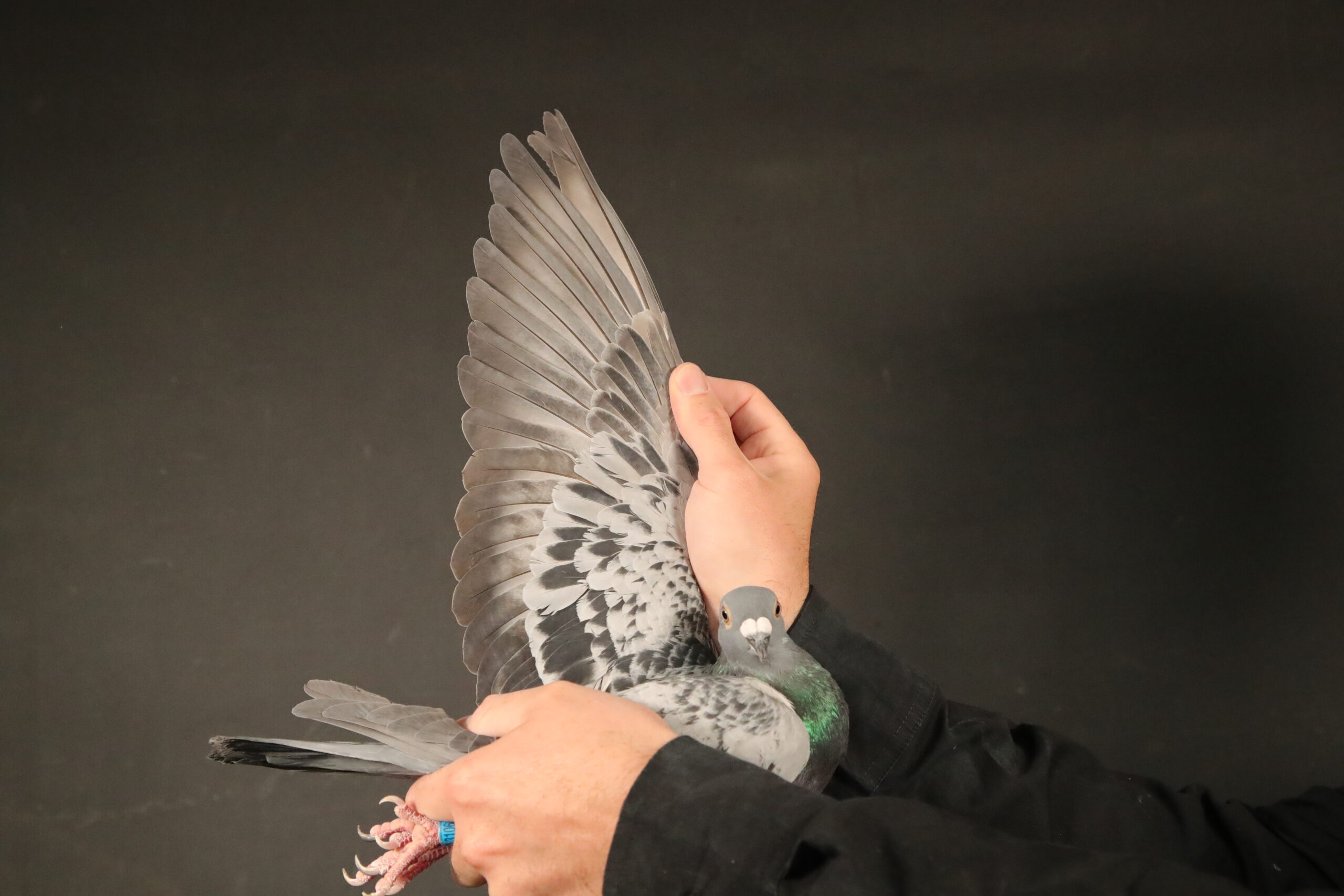 ZZ..LOT 147 AFRIKAPRO AUCTION 3 -Lambert Family Lofts-ZA-24-NSHU-3106 -SIRE:192 OOA ZA 24 – NAME: ‘SUPER T-LOCK’ aka “LITTEL GOLDEN TOM 192”.SUPER SUPER cock. Son to ZA VPU 702/21-1st Merino Club, Lainsburg O/B, 357km, vel 1289 -Wins the race by 1& 1/2 minutes! Il-Bred by OOA, raced by P Mare. This cock was bred for stock. OOA (EGBERT O’KELLY) mistakenly sent him to Petrie with his babies ordered. As a baby, he won the O/B.———DAM:1433 ZA 24 ABL NAME: “THE 1433” YEAR: 2024. BEST KITTEL/KITTEL ALWYN BESTER.1433 is a compact, orange-eyed hen from the elite Kittel strain, bred for stock and steeped in the finest European bloodlines. Her pedigree is a concentrated fusion of Best Kittel, Angelina, and Gold Dust, making her a genetic powerhouse for sprint and middle-distance breeding.SEE PEDIGREE!!!