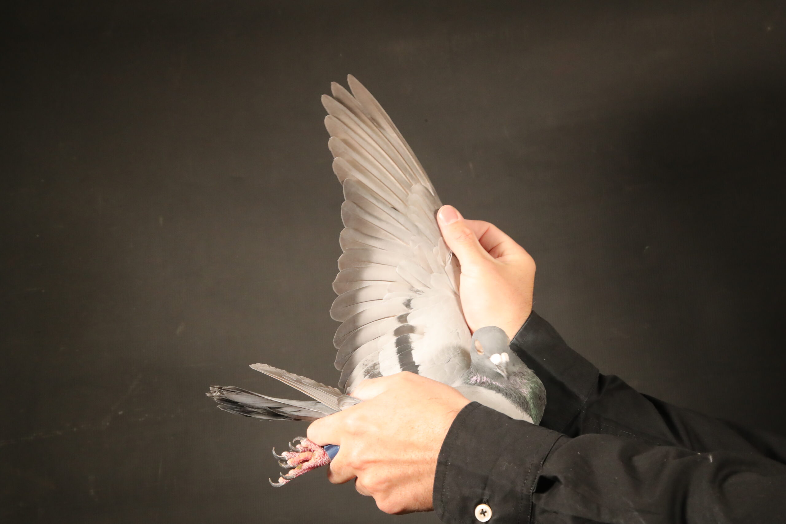 ZZ..LOT 123 AFRIKAPRO AUCTION 3 -Beneke Lofts/TOPPIGEON.CO.ZA -ZA-24-SANPO-25904 -SAME BRED AS 32ND FINAL AFRIKAPRO 2025———–SIRE:189 ZA JJJ 18 “WINX”. DIRECTLY RELATED TO 2012,2013,20142015,2016,201 8 1st SAMDPR FINAL WINNER!! 46th Winx a bird related to the 2012, 2013, 2014, 2015, 2016, & 2018 SAMDPR Final winners!!————DAM:ZA 17 PWFD 3946 . JANSEN / HARDY KRUGER. HALF SISTER TO VICTORIA FALLS WINNER. RELATED TO CARNIVAL WINNER. HER GRAND MOTHER IS CUT THE CUTENESS. THIS HEN IS HALF SISTER TO DINOKENG KNOCKOUT WINNER . THE SAME BLOOD LINE BRED WINNER FOR GUSTAV UMBERTI / WILLIE MUNNIK/GIELIE OBERHOLSTER. SEE PEDIGREE!!!!