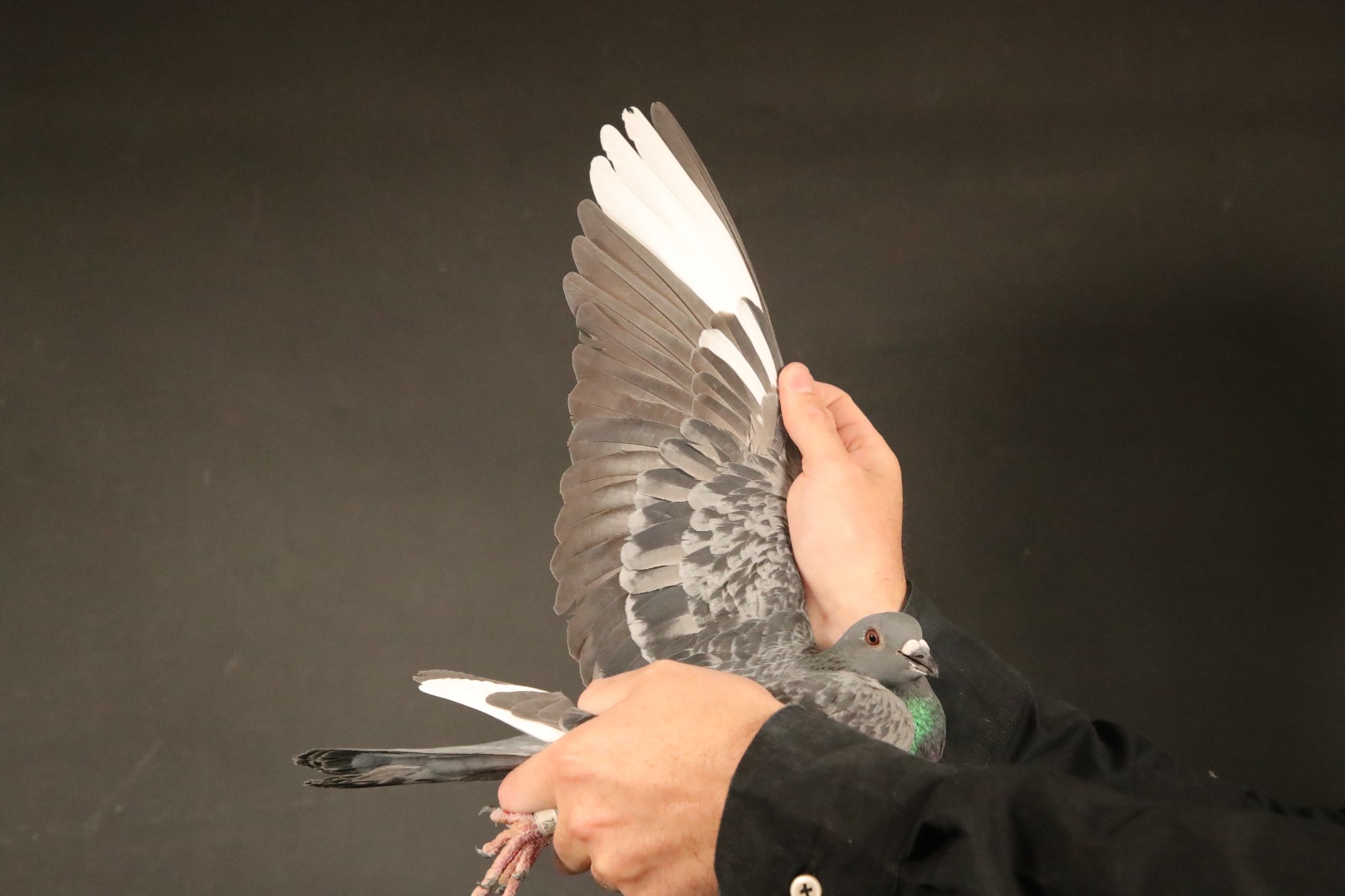 LOT 35 AfrikaPro Auction <b>2B</b> – Jelle Jellema II – ZA-24-SRSPV/D-602—SIRE:1913 SRSP SIERENS\ OSCAR———DAM:1150 SRSP 2016 GRUNDELING.SEE PEDIGREE!!!!