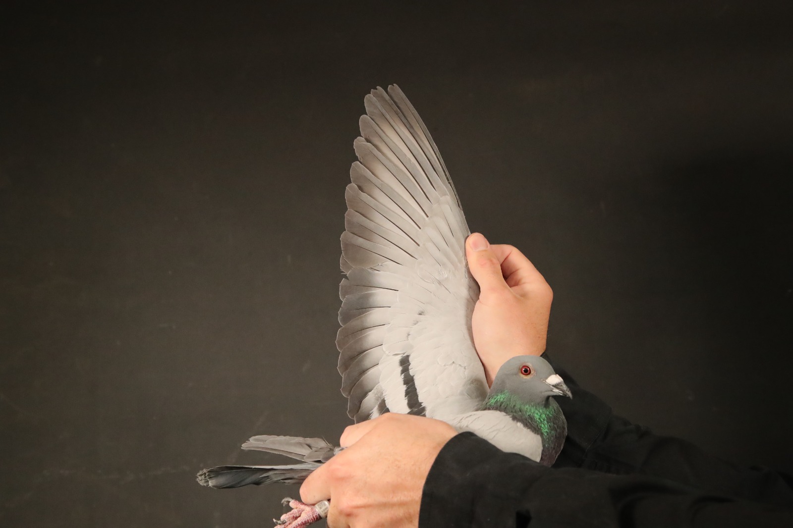 Z..LOT 147 AFRIKAPRO AUCTION 2 -Grundeling Lofts-ZA-24-SRSPV/D-605 -SIRE:940 SRSP 21 GRUNDELING.———–DAM:598 ZA 20 КООРМAN.SEE PEDIGREE!!!