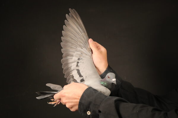 LOT 27 AFRIKAPRO AUCTION 2 – Bredenhand – Pigeon Palace-ZA-24-VIL-1646 –