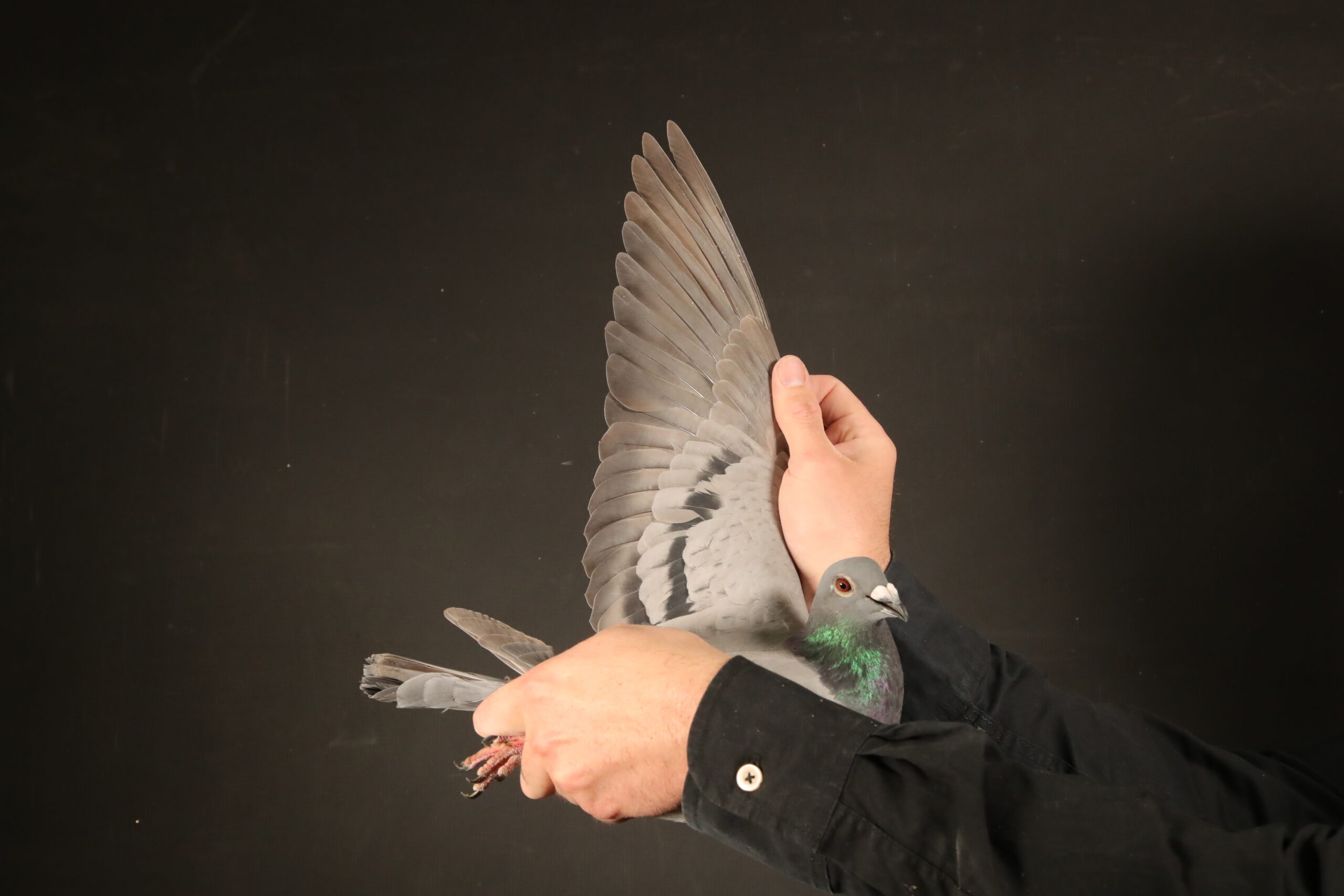 zz..LOT 100 AfrikaPro Auction <b>2B</b> – Bredenhand – Pigeon Palace – ZA-24-VIL-1652 -SIRE:ZA-18-82405 C ‘Twilight Pearl’ Pigeon Palace Pencil Top racer bred from a click pair. Sire to winners also a Gauteng Combine winner & union winner. Linebred to the dam of ‘Golden TT’ and our foundation hen 058/05.————DAM:ZA 17 GPU 04121 -Bred for stock out of the best CARELLY’S of Jaco Faul. Bred back 4 x times to GOLDEN CARELLY. ZA GPU 04121 ’17 CARELLY TOPS, mother to winners for Jaco Faul, also ZA GPU 11944 ’20. Sire, DOUBLE CARELLY, Jaco Faul nr 1 CARELLY cock. Children of this cock rarely comes in the market. Dam, ZA GPU 13296 ’13 brother to sister mating bred back to GOLDEN CARELLY. Super pigeon.SEE PEDIGREE!!!