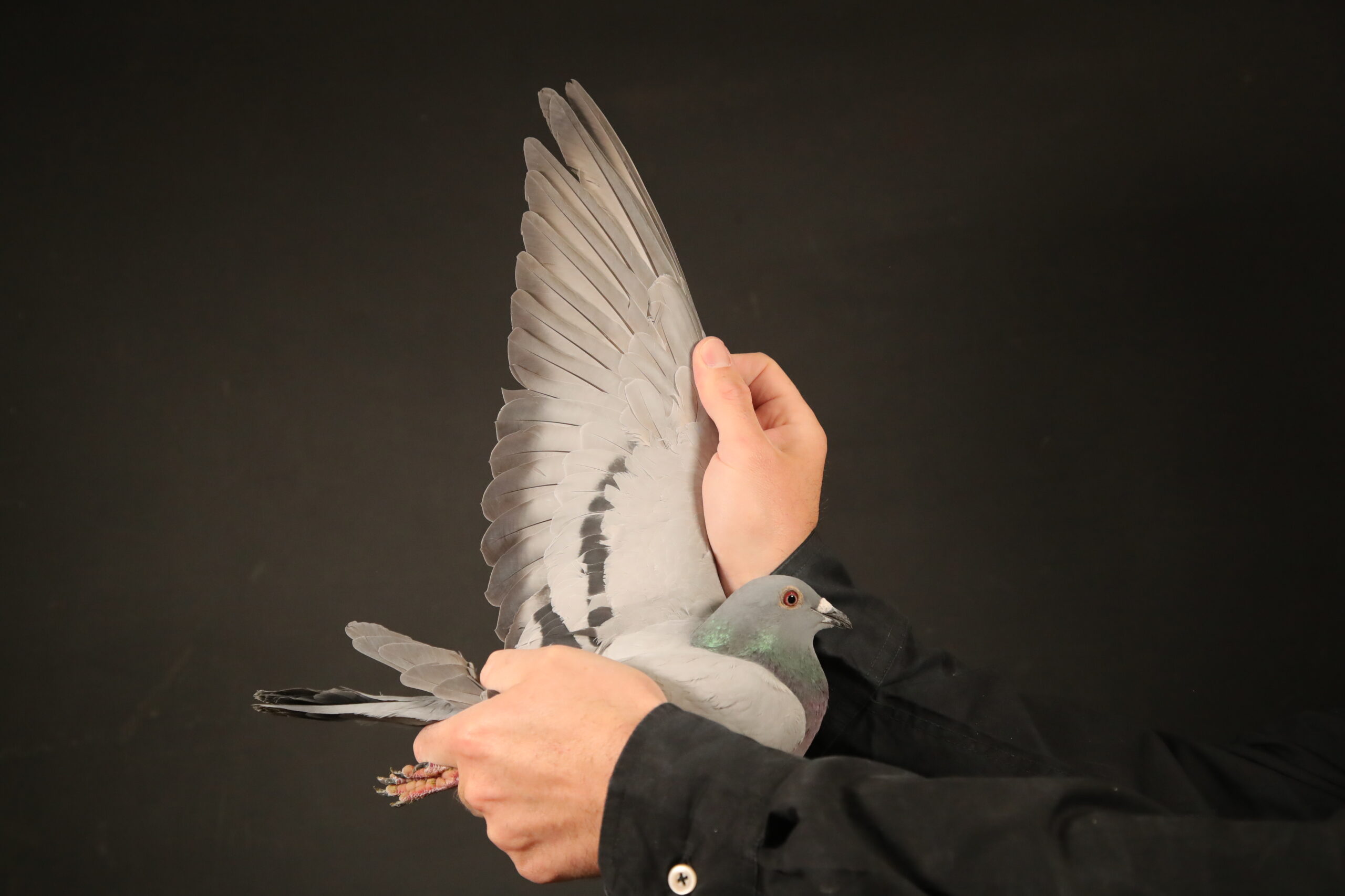 LOT 63 AfrikaPro Auction <b>2B</b> – Marnes Nel – ZA-24-WPUD-1341 -This is a full sibling of Love 3, now named Victory Love, 1st super ace and 4th grand averages out of about 9000 pigeons that started that season at Victoria falls in 2022. Love 3 was sold for 52 000 Euro on Pipa.SEE PEDIGREE!!!