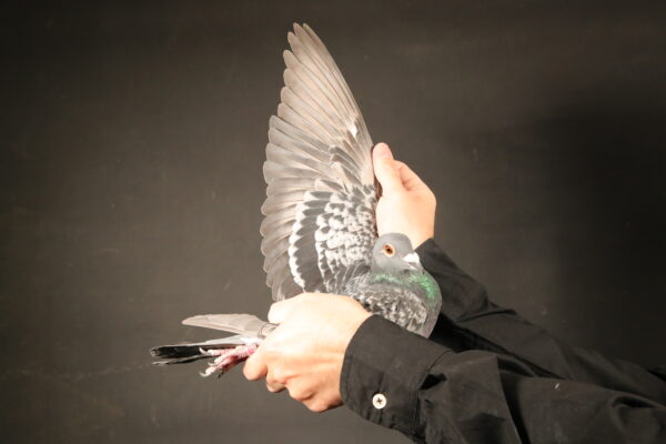 Z..LOT 110 AFRIKAPRO AUCTION 1 – Anton Schonken-ZA-25-HOBY-17 -SIRE:300 ZA 24 HOBY.Alias “Pipa Special” Strain: Irmer Sohn/Best Kittel Color: Dark Check Super breeding Cock ———–DAM: 019 ZA 22 HOBY .Alias “Blue Sky 19” Strain: Hardy/Clicque Gino Color: Blue Bar.SEE PEDIGREE!!!