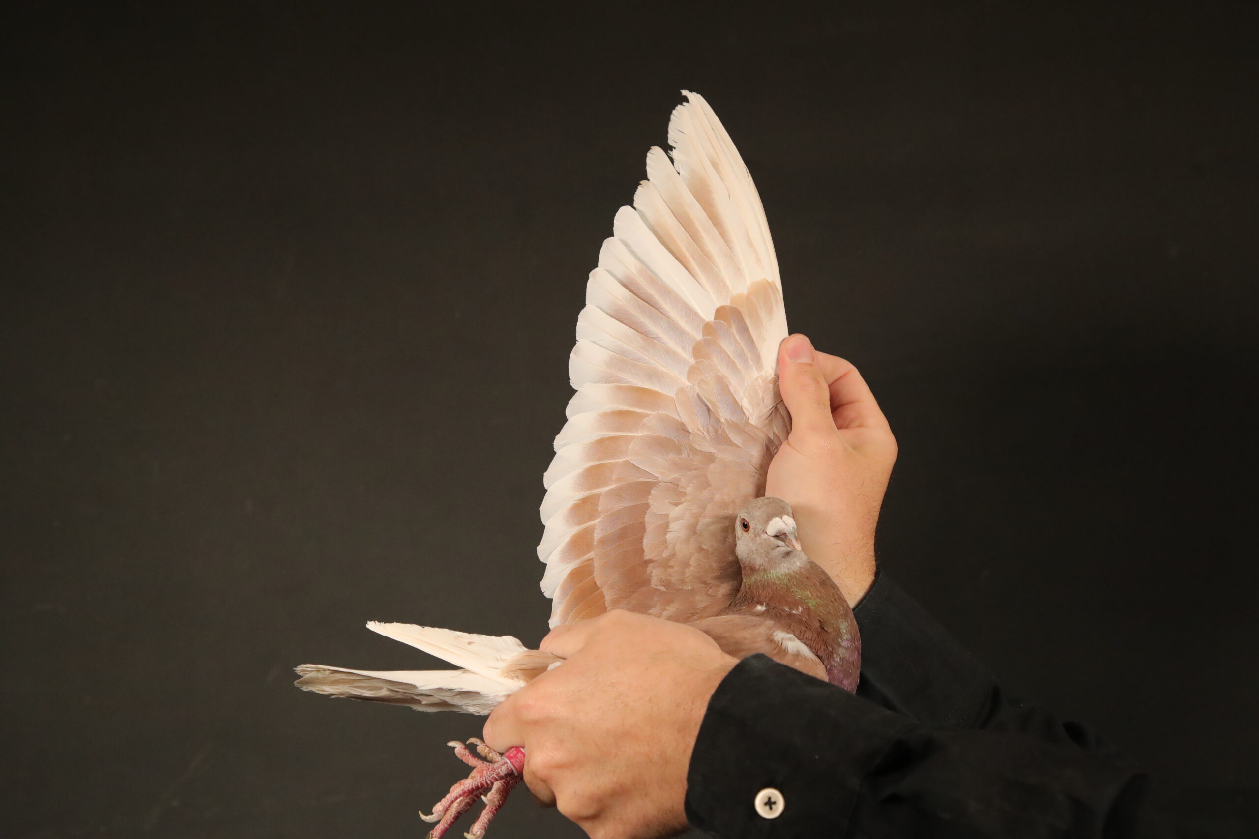 ZZ..LOT 146 AFRIKAPRO AUCTION 3 -Engelbrecht, Troskie & Willson-ZA-25-JT ENGELBRECHT-3 -SIRE:2148884 BELG 16.Rudi de Saer/Vandenabeele Father to:- KPF 1817/18 = 1 st Final Carnival 649 km = 3 rd ACE p ’19;+ to Kur 10069/20 who won 3 rd ACE ’21. B2148884 is gr.sire “King Diaz’ prizes won at Diaz ’21 includes 3 rd Final, 1 st 488 km, 6 th Ace Pigeon, 4 th ACE LD over 10 consecutive races. Sire 10069.————DAM:170093771 CHN 23 SEED TRIBE MEAL JOS THONE 1 ST DROP FINAL, CLOCKED 4 TH 511 KM SUMMER CARNIVAL = 8 TH ACE PIGEON. Best performance speed all races was 1370 m/m.SEE PEDIGREE!!!