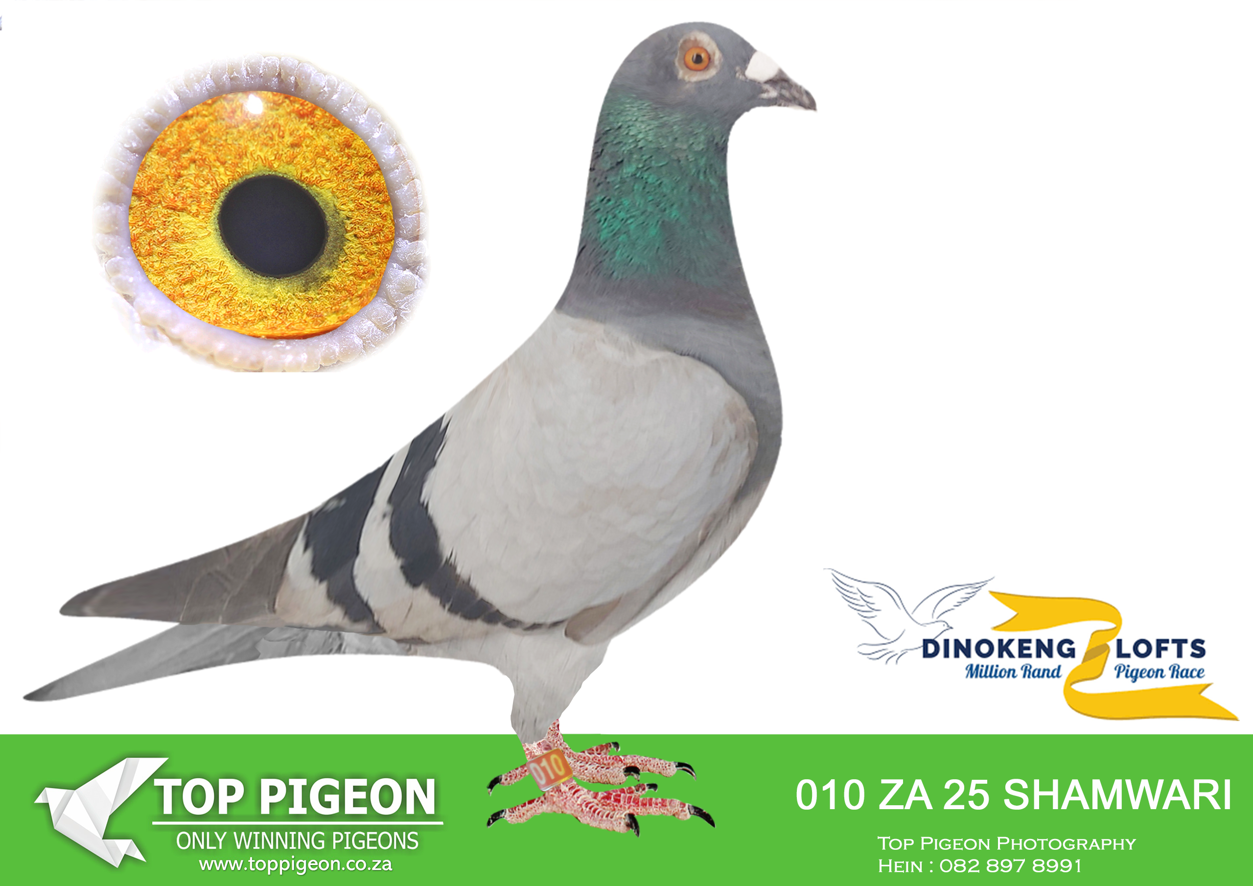 ZZ..LOT 113 DINOKENG OLR AUCTION 2 – CLIVE FROST-ZA SHAMWARI 25- 010 -SIRE:2042 OERLE 24, BEST KITTEL.———DAM:10910 VPU 22 Shamwari Pekutangira BB Hooymans 4th Ace bird Marlbank OLR 2023 1st Trompsburg 1st Hanover Full sister to 3820 VPU 2023 3rd Final Genetic OLR Dam to 4938 CYRILS 2023. Sold for R155 000.SEE PEDIGREE!!!