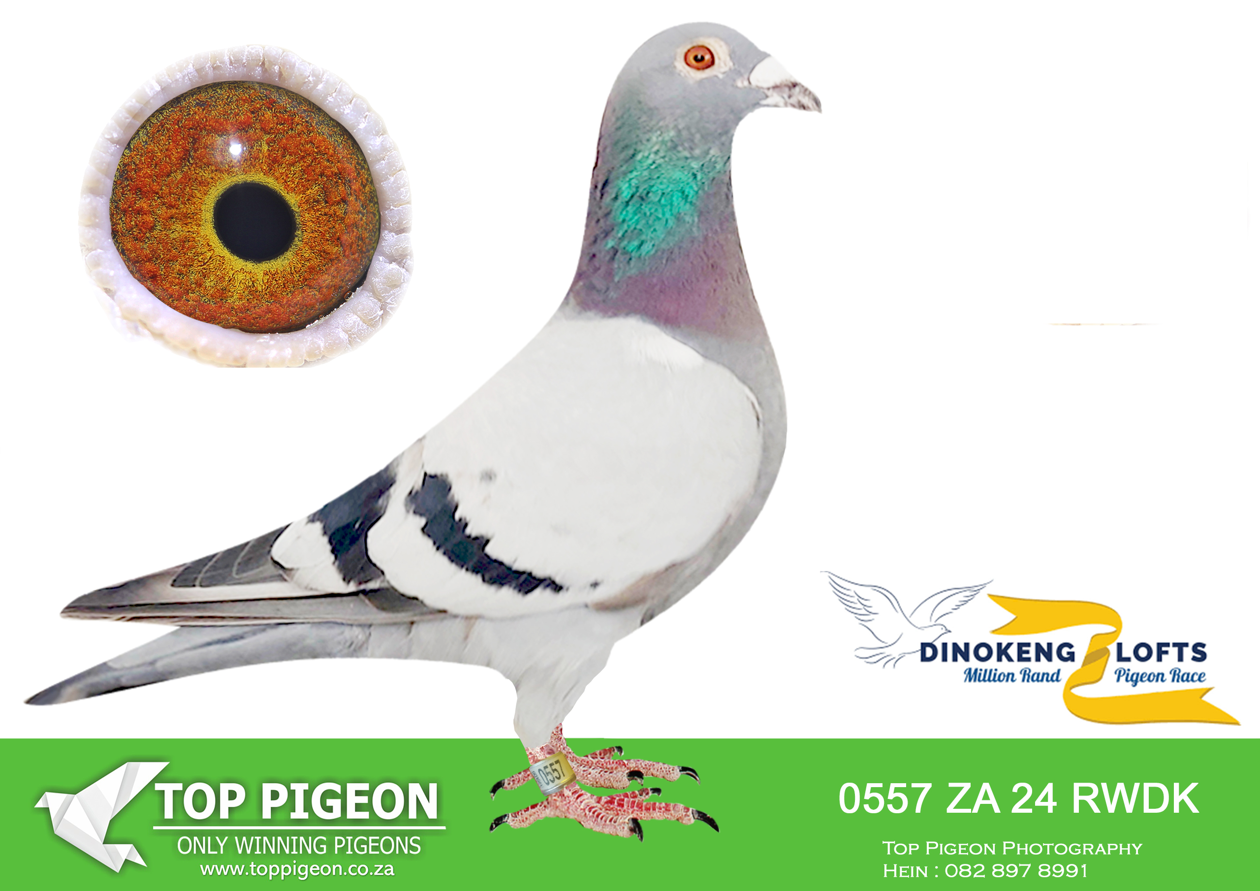 LOT 11 DINOKENG OLR AUCTION 2 – EPHPHATHA RACING LOFTS-ZA RWDK 24- 0557 –