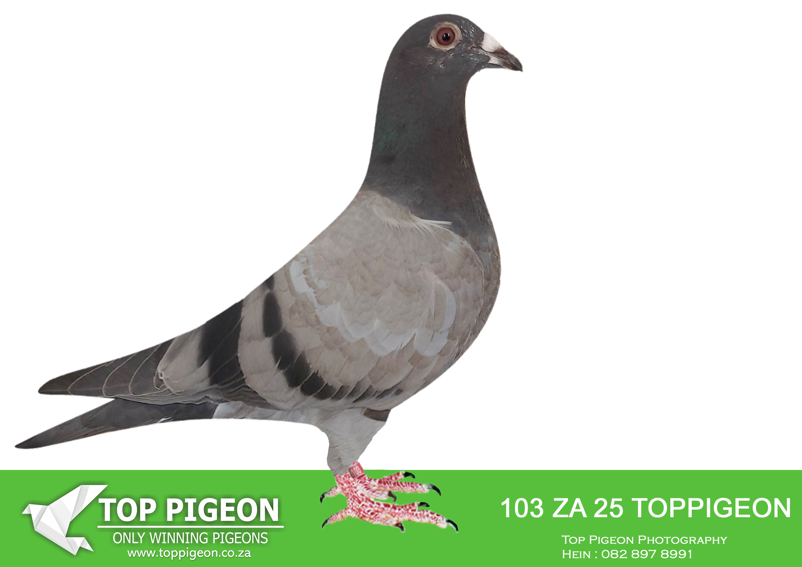 LOT 17 BENEKE LOFTS – ZA 25 TOPPIGEON 103 –