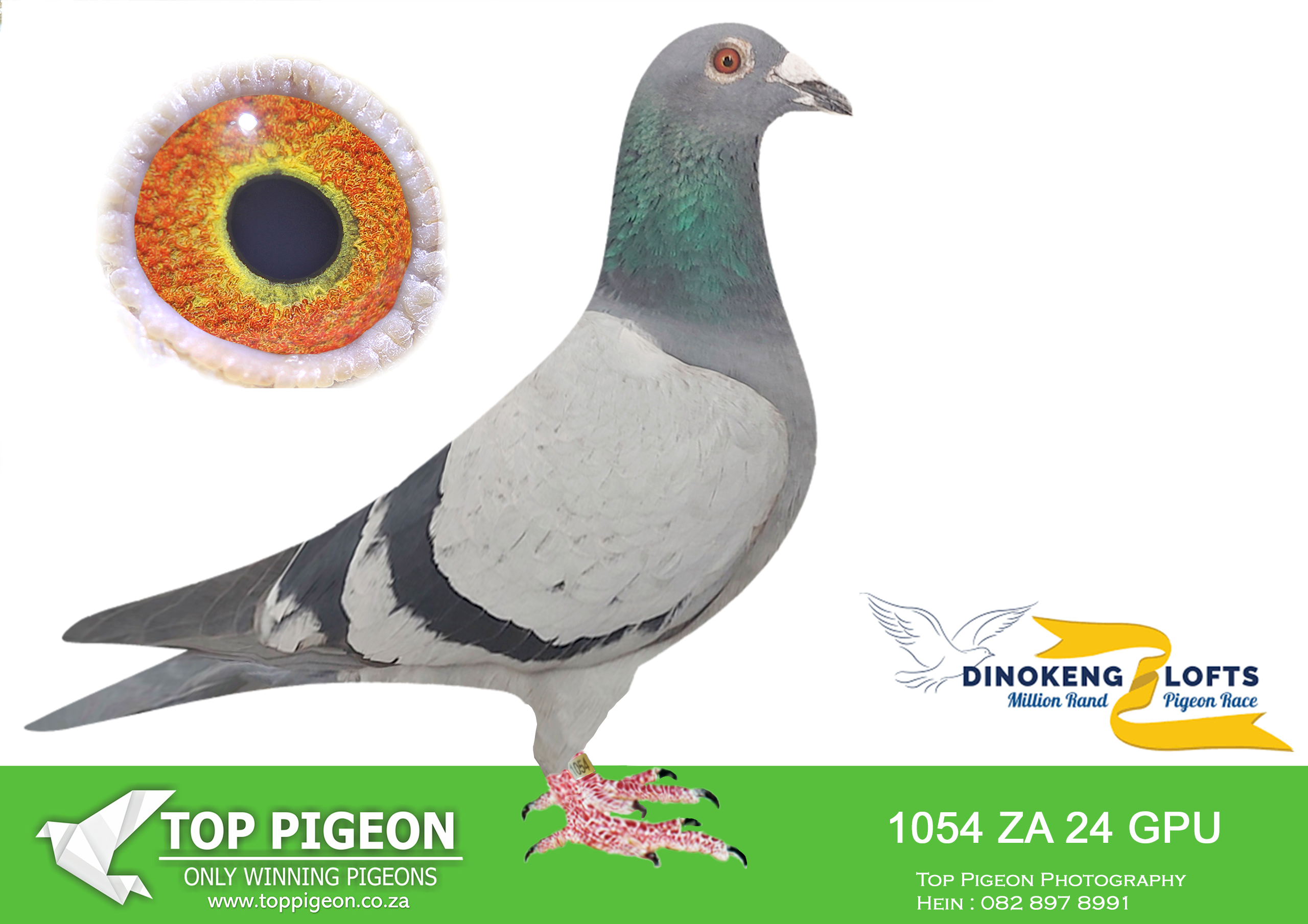 LOT 56 DINOKENG AUCTION 2 – SMALDEEL-ZA GPU 24- 1054 –