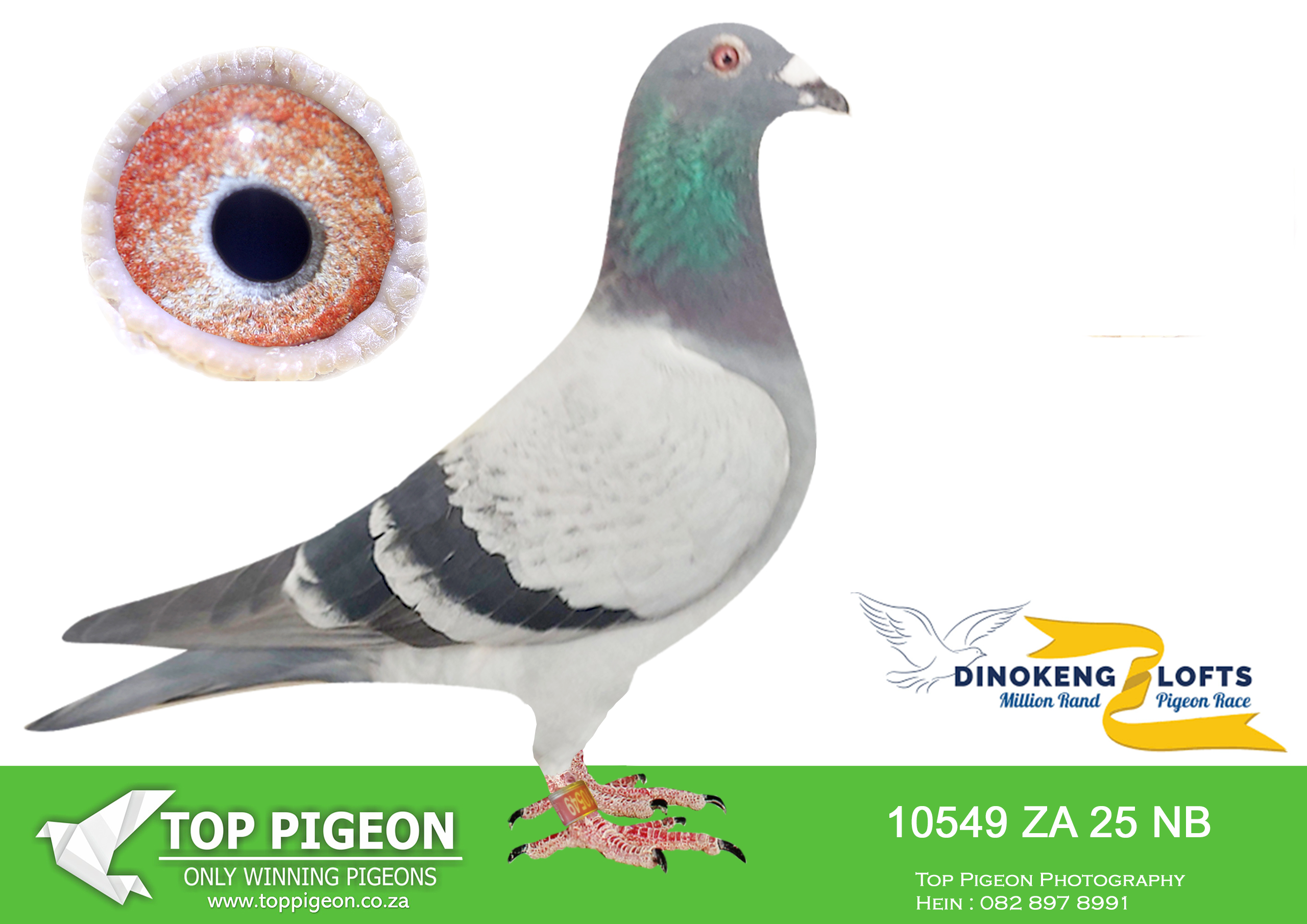 LOT 27 DINOKENG OLR AUCTION 2 – TEAM KORNELIUS & WOLF-ZA NB 25- 10549 –