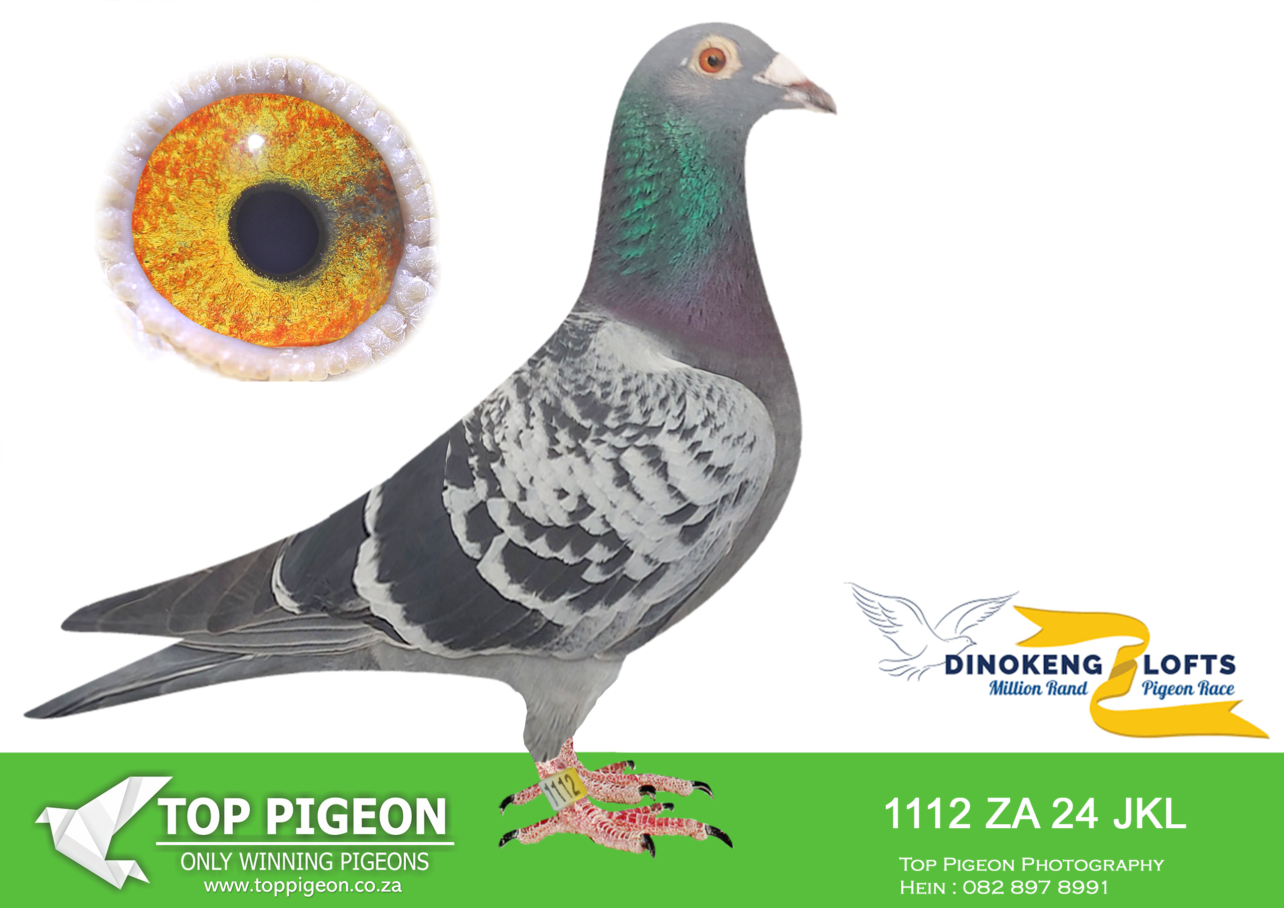 LOT 36 DINOKENG OLR AUCTION 2 – EXCLUSIVE PIGEON PARADISE-ZA JKL 24- 1112 (B) –