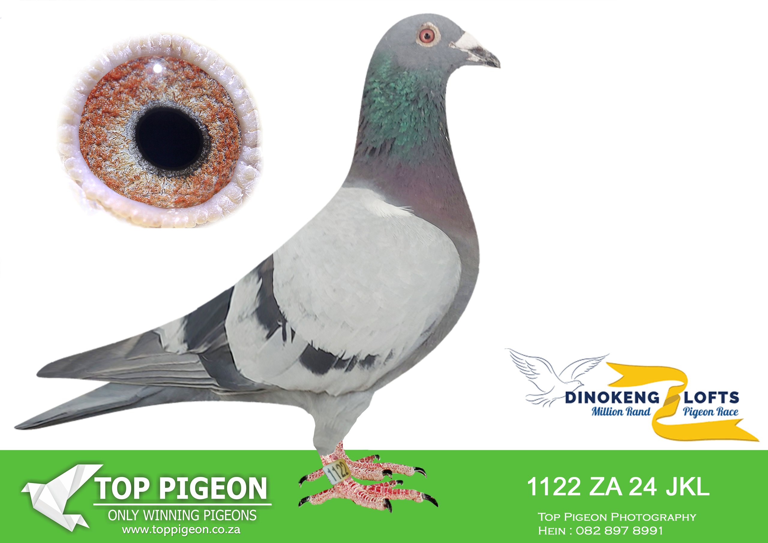 LOT 33 DINOKENG OLR AUCTION 2 – EXCLUSIVE PIGEON PARADISE-ZA JKL 24- 1122 (B) –