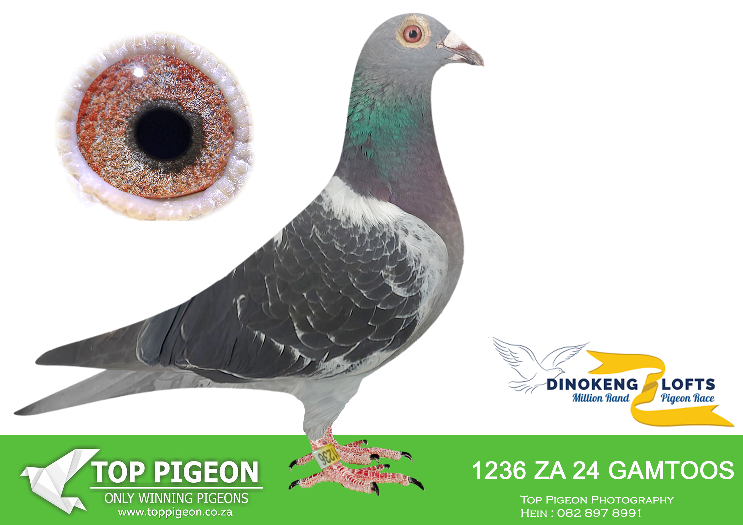 LOT 15 DINOKENG OLR AUCTION 2 – ROODT & VAN ONSELEN-ZA GAMTOOS 24- 1236 –