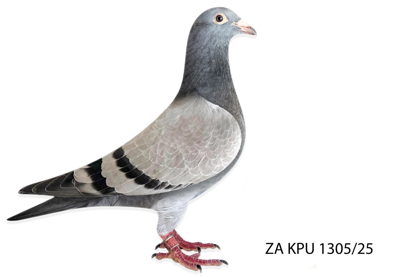 LOT 25 LEGENDS AUCTION -ZA 25 KPU 1305 -Bred out of “EXCITEMENT” one of the “FAMOUS SK HEN’ direct sons when mated to “MISS CASSIDY” a direct6 daughter of the famous “KONING KAAS” This combination of genes have become known as our “RECIPE PAIRS” and these pairs have literally been responsible for hundreds of winners over the last 6 years. Amongst the product of the “RECIPE PAIRS” is our 1st Final Afrikapro 2025 winner. Other notable champions bred along the same lines are “LONGOLD” Sanpo Gold Medal Long Distance 2022 and Sanpo Gold Medal Short Distance 20.SEE PEDIGREE!!!!