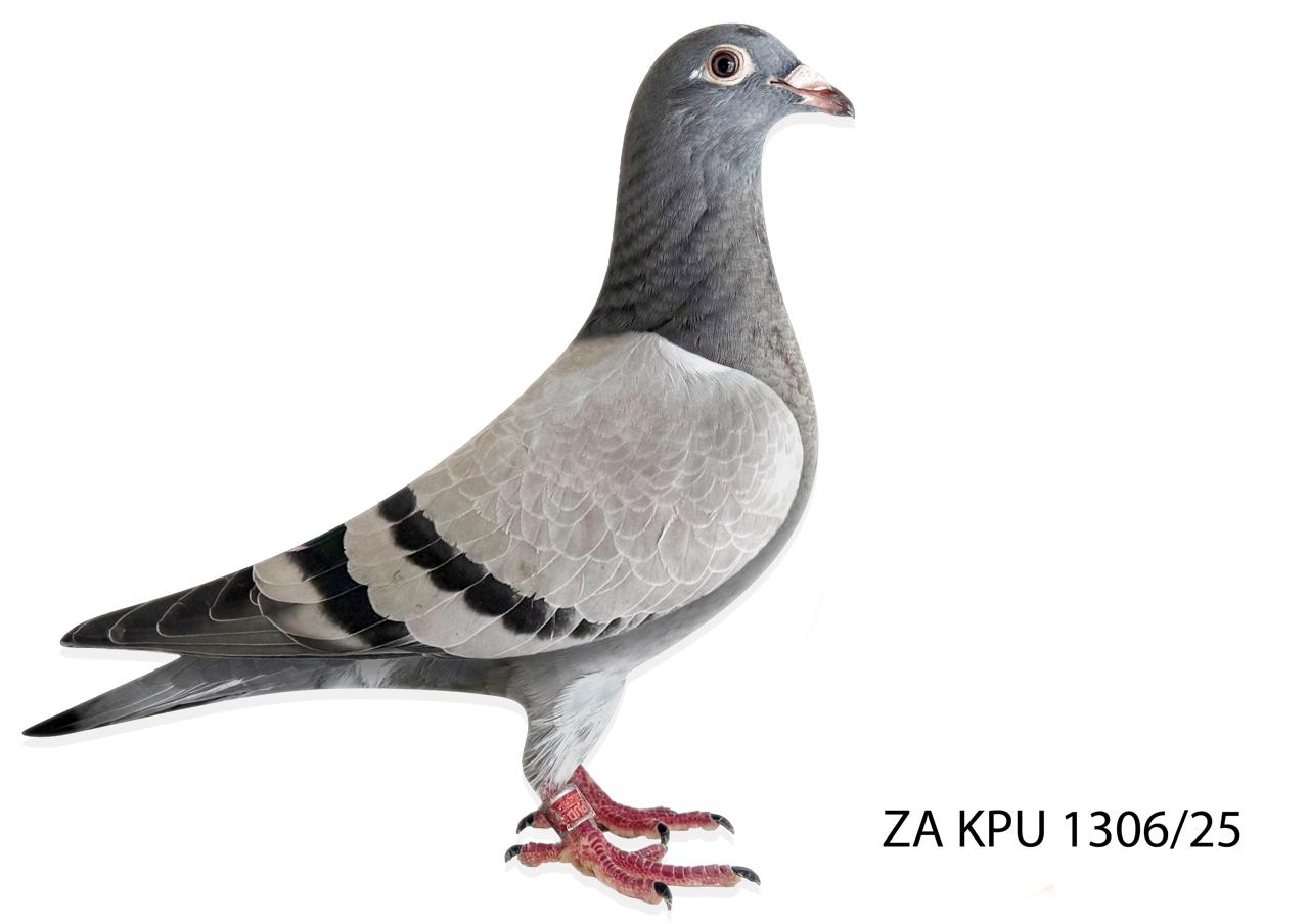 LOT 34 LEGENDS AUCTION -ZA 25 KPU 1306 -Bred out of “EXCITEMENT” one of the “FAMOUS SK HEN’ direct sons when mated to “MISS CASSIDY” a direct6 daughter of the famous “KONING KAAS” This combination of genes have become known as our “RECIPE PAIRS” and these pairs have literally been responsible for hundreds of winners over the last 6 years. Amongst the product of the “RECIPE PAIRS” is our 1st Final Afrikapro 2025 winner. Other notable champions bred along the same lines are “LONGOLD” Sanpo Gold Medal Long Distance 2022 and Sanpo Gold Medal Short Distance 20.SEE PEDIGREE!!!