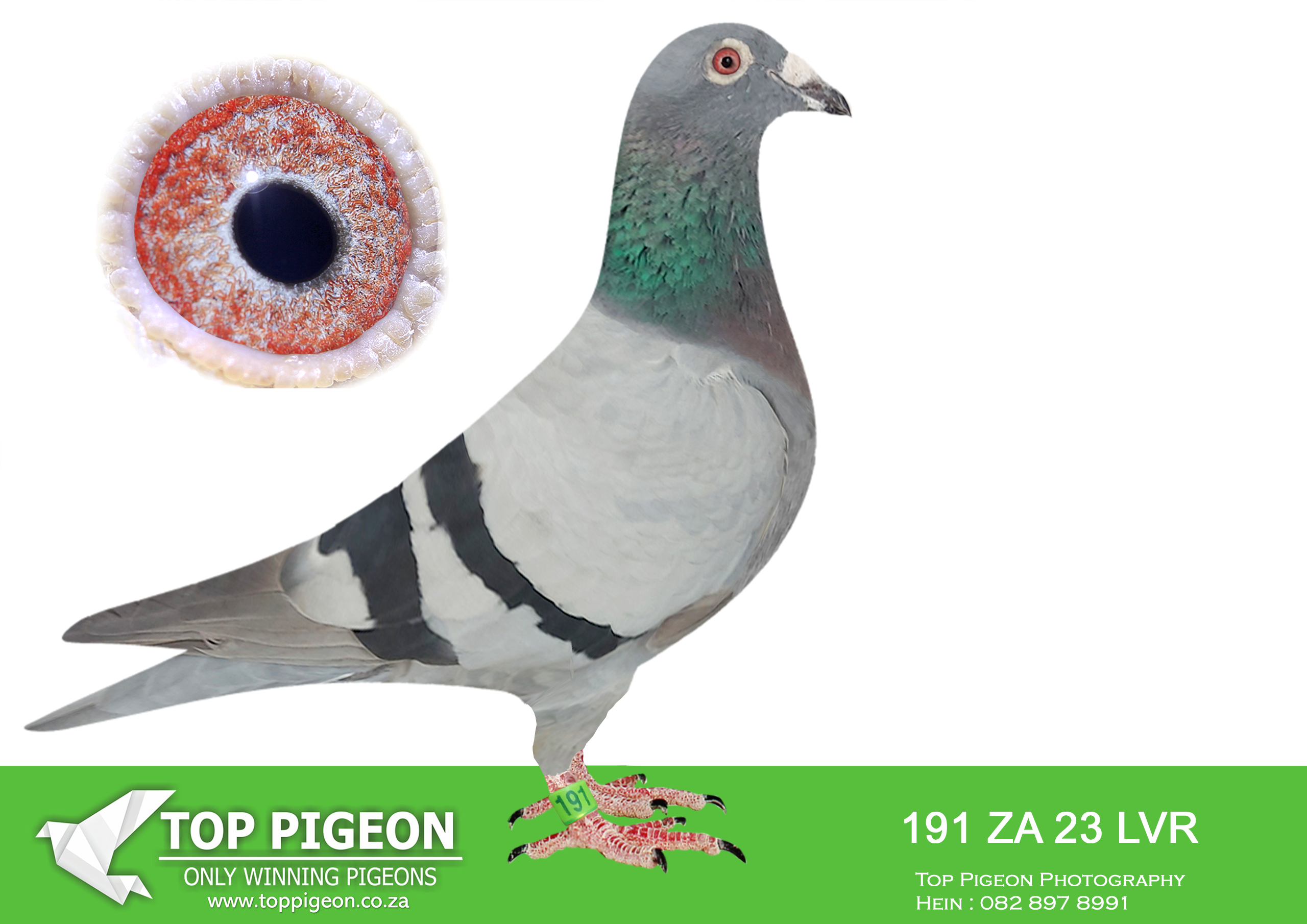 LOT 18 LEGENDS AUCTION – ZA 23 LVR 191 -HALF SIBLING TO SAIPR FINAL RACE WINNER WINNING R420 000.00———-SIRE: 52253 FB 16 ZA. DAM WERE A SUPER RACE FOR MICHEL DE BECKER.————DAM:07116 WRRPA 15 ZA. HOUBEN.SEE PEDIGREE!!!