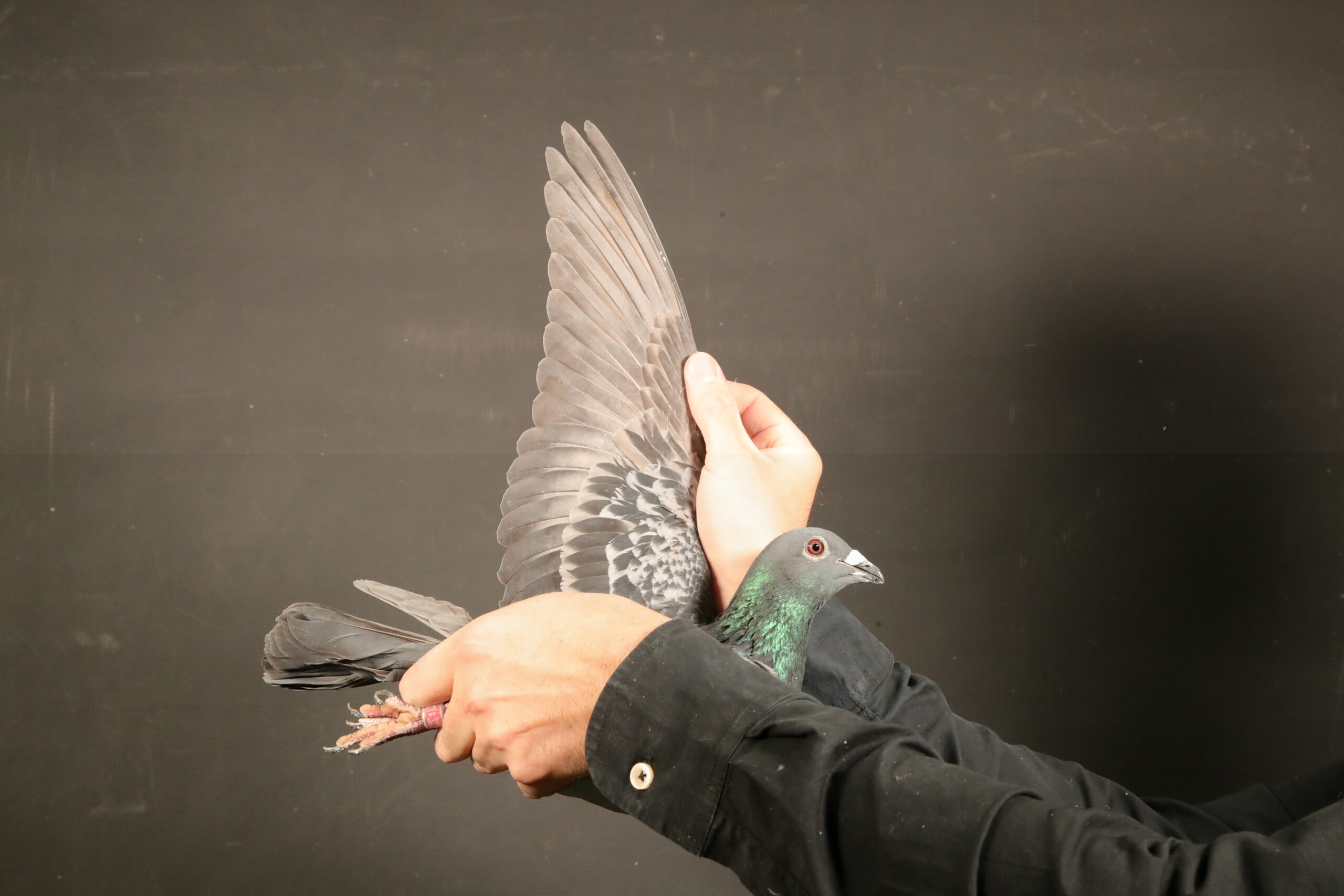 ZZ..LOT 132 AFRIKAPRO AUCTION 4-Burt & Andreas-ZA-25-TURFPET-2223-SIRE:BG-23-18971. THIS IS A DIRECT SON TO SUPER BREEDER AND RACER “QATAR HORSE”.———–DAM:467 J&B 23 CH. DU PREEZ & DEETLEFS. HER SIRE WERE SOLD FOR R173 000.00 ON TOPPIGEON AND IS FULL BROTHER TO 8 X SANPO MEDAL WINNER”TURBO KITTEL”.SEE PEDIGREE!!!