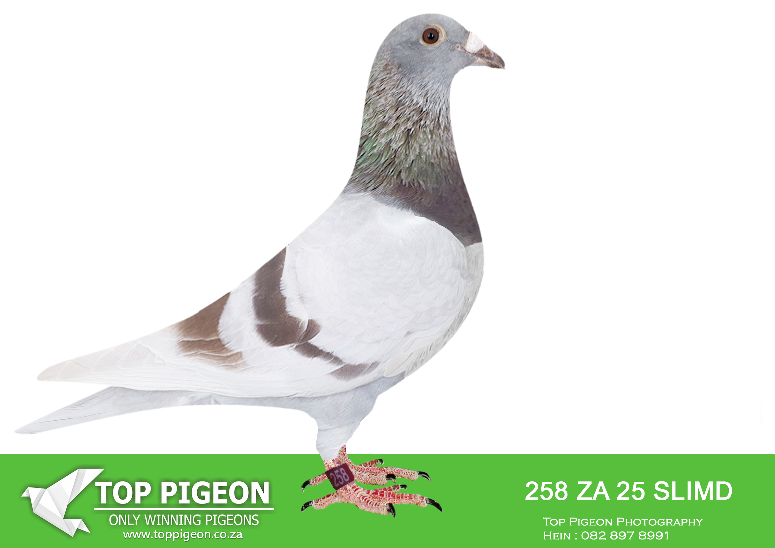 LOT 17 CREAM OF THE CROP AUCTION 2 -258 ZA 25 SLIM –