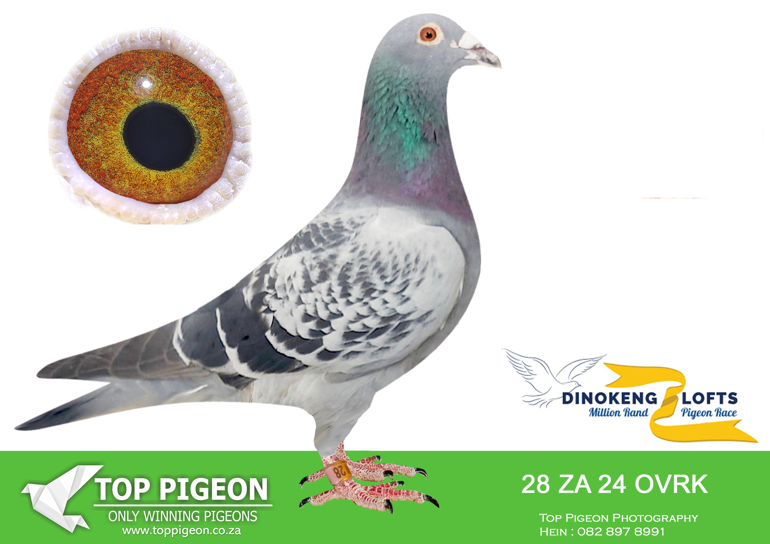 LOT 31 DINOKENG OLR AUCTION 2 – DIE VRYSTATERS (Swanepoel)-ZA OVRK 2024 28 –