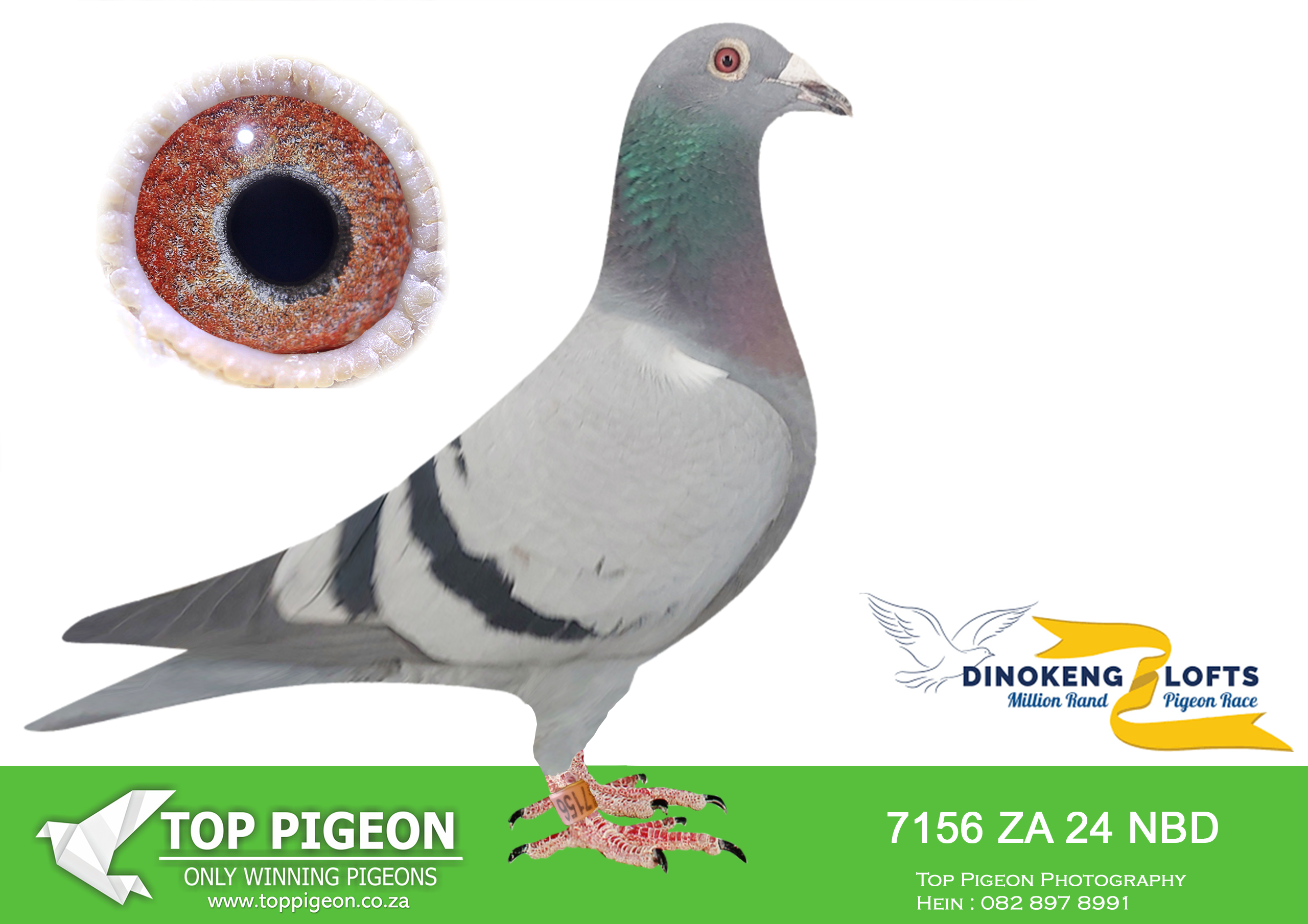 .LOT 8 DINOKENG OLR AUCTION 2 – DIE STORMERS-ZA NBD 24- 7156 –