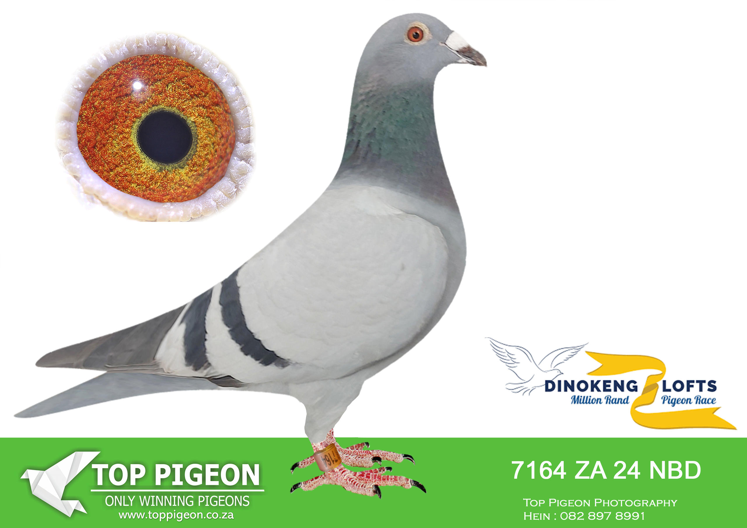 LOT 30 DINOKENG OLR AUCTION 2 – DIE STORMERS-ZA NBD 24- 7164 (B) –