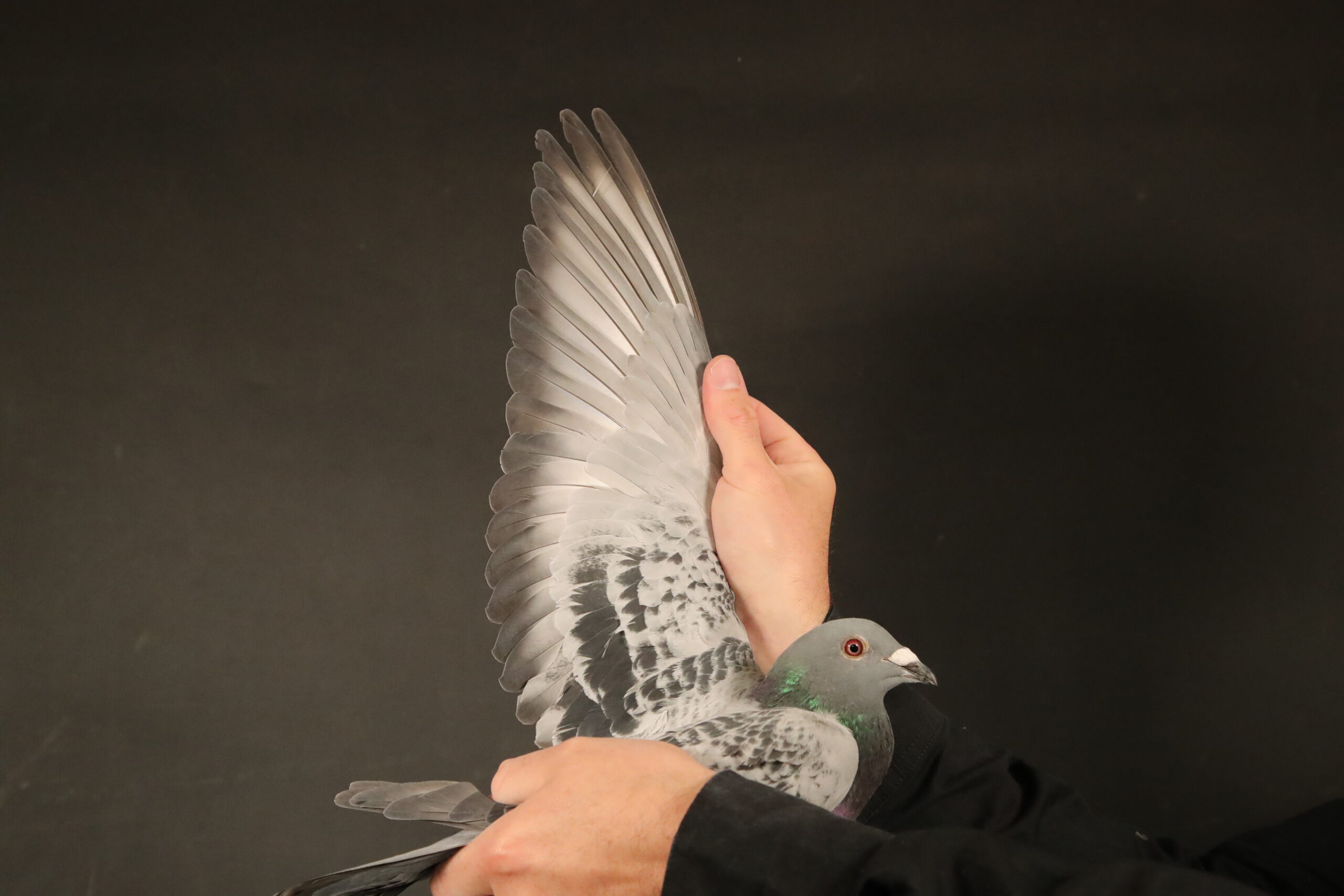 ZZ..LOT 118 AFRIKAPRO AUCTION 4-Ganus Family Loft 3-AU-24-GFL-1088 –